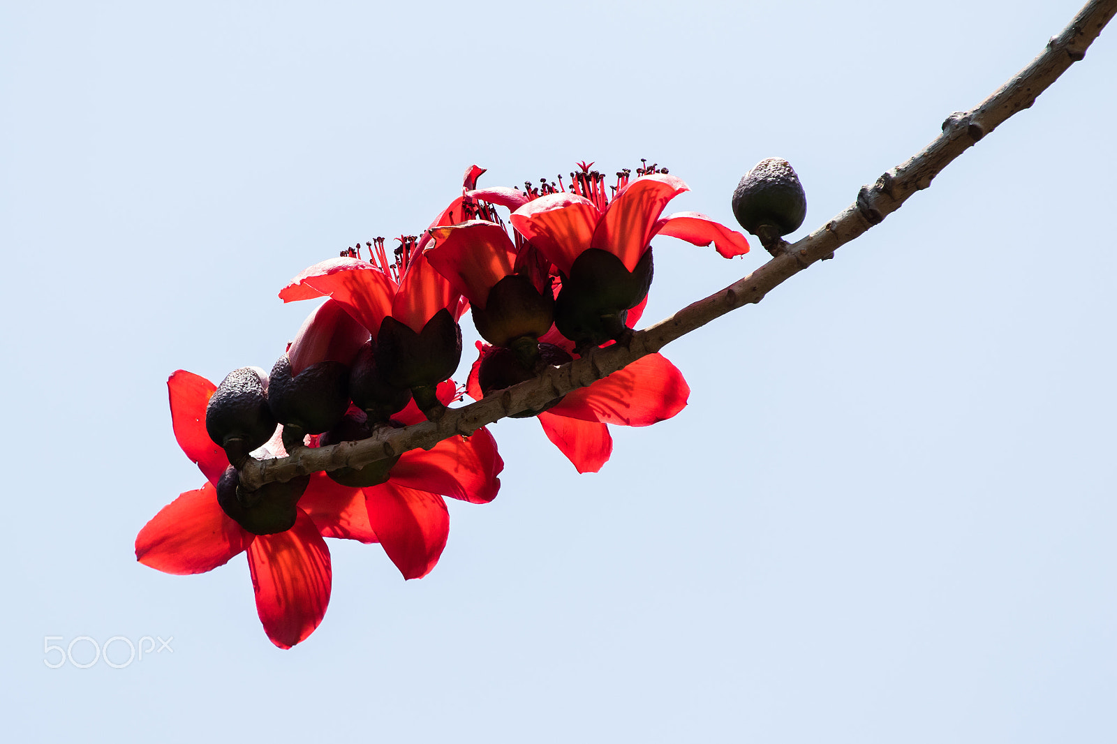 Canon EF 100-400mm F4.5-5.6L IS USM sample photo. 逆光下的木棉花 photography