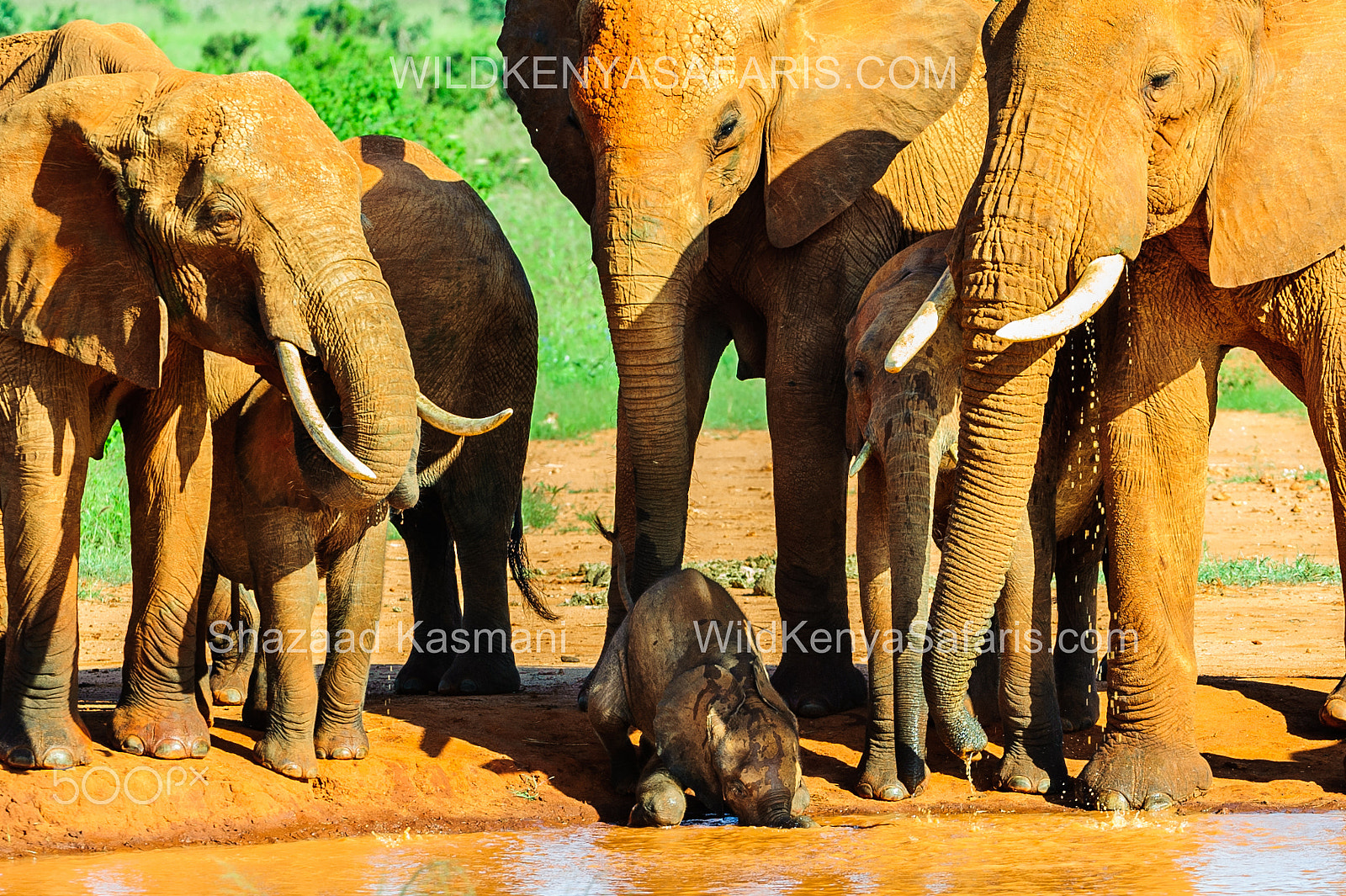 Nikon D700 sample photo. Baby-elephant-tavo-east-safari-kenya photography