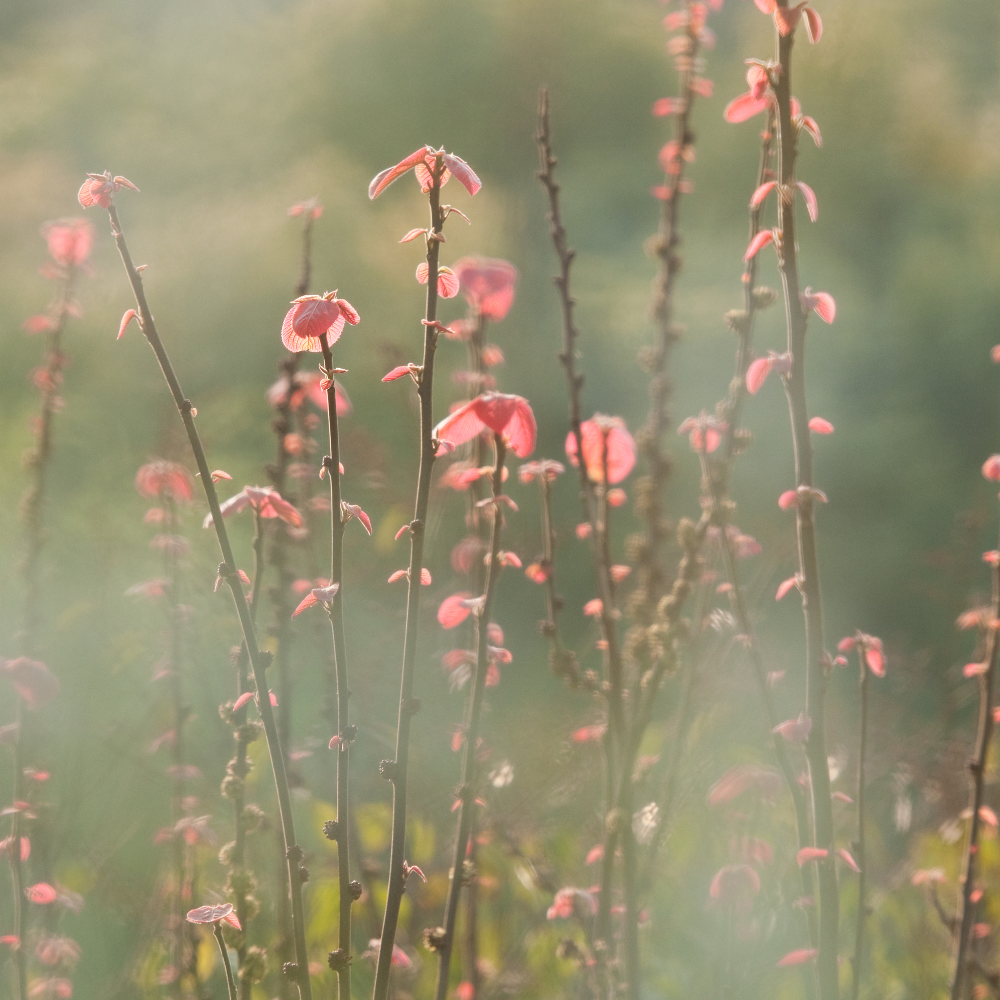 Nikon AF-S Nikkor 70-200mm F2.8G ED VR II sample photo. Wild flower photography