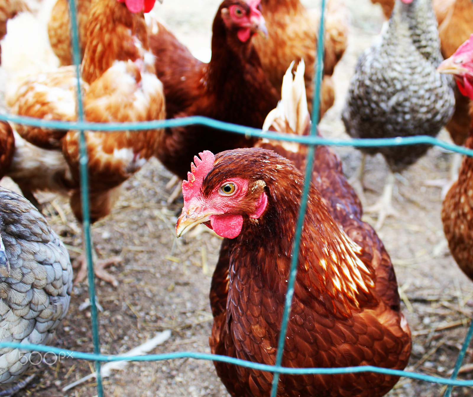 Canon EOS 550D (EOS Rebel T2i / EOS Kiss X4) sample photo. Chickens on a farm in nature. hens in range farm photography