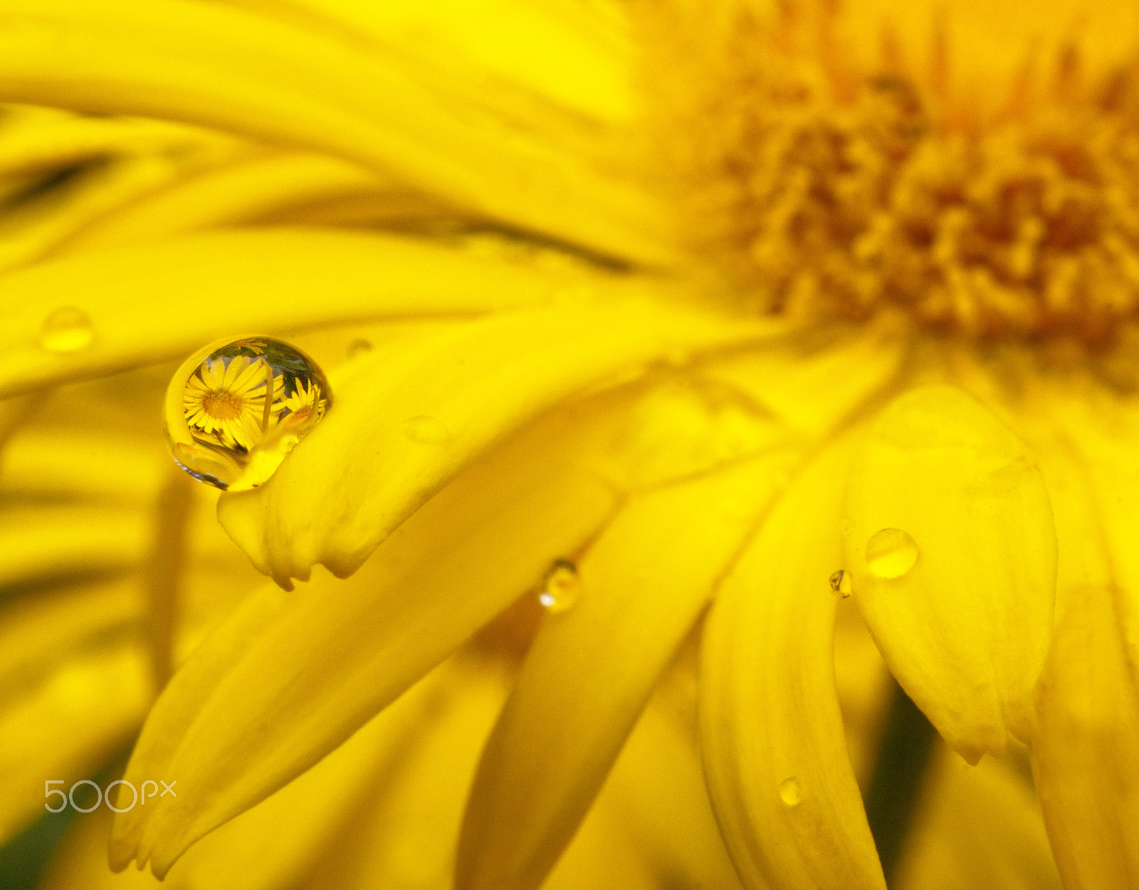 Sony Alpha DSLR-A700 sample photo. Droplet reflection photography