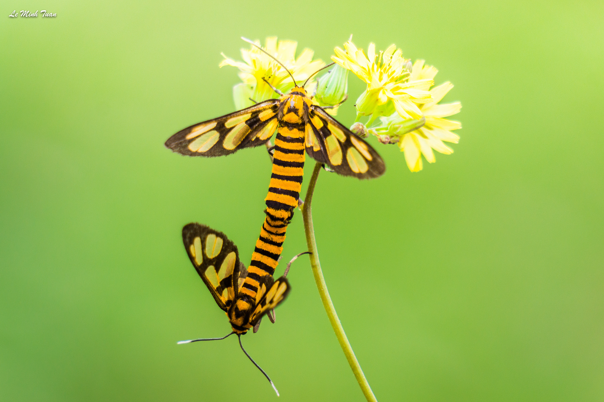 Sony Alpha NEX-7 + Sony E 55-210mm F4.5-6.3 OSS sample photo. Butterfly season photography