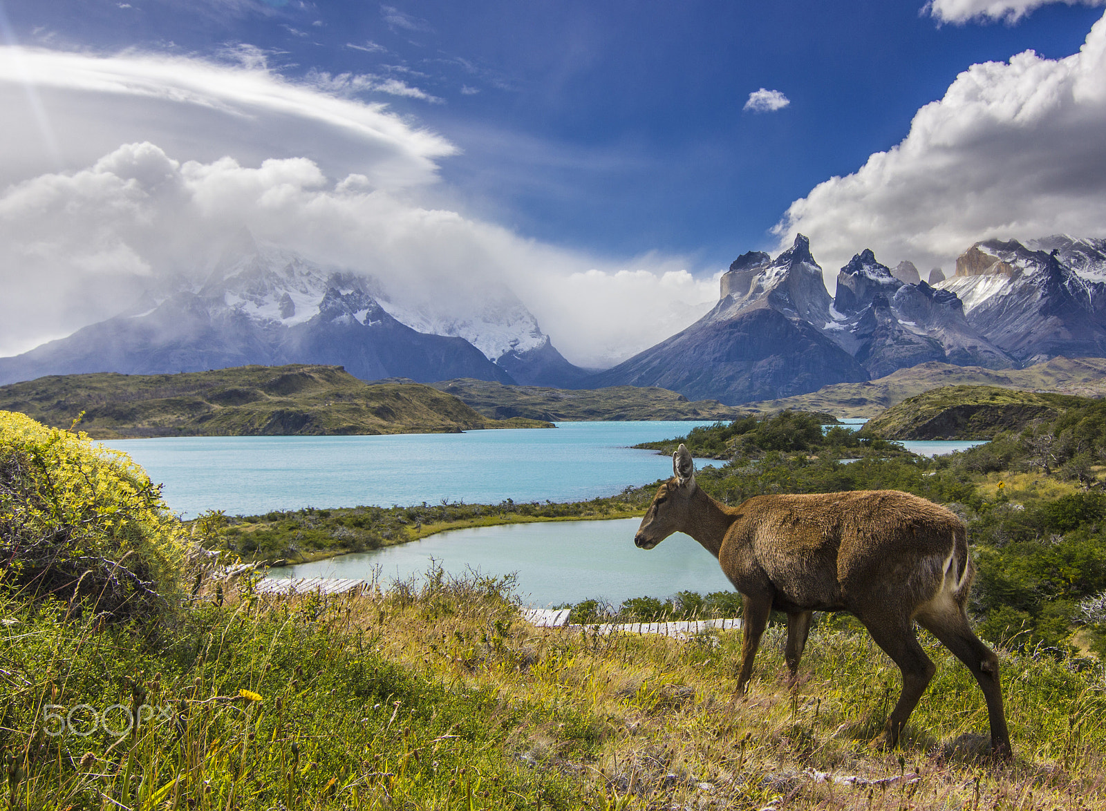 Canon EOS 550D (EOS Rebel T2i / EOS Kiss X4) sample photo. Deer feeding on grass field near lake and mountains in patagonia photography