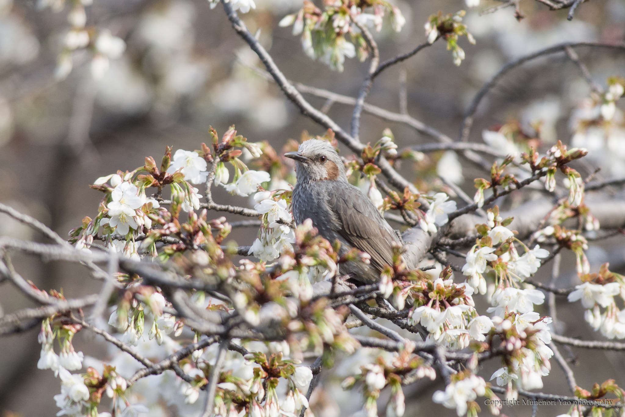 Pentax smc DA* 300mm F4.0 ED (IF) SDM sample photo. Spring photography