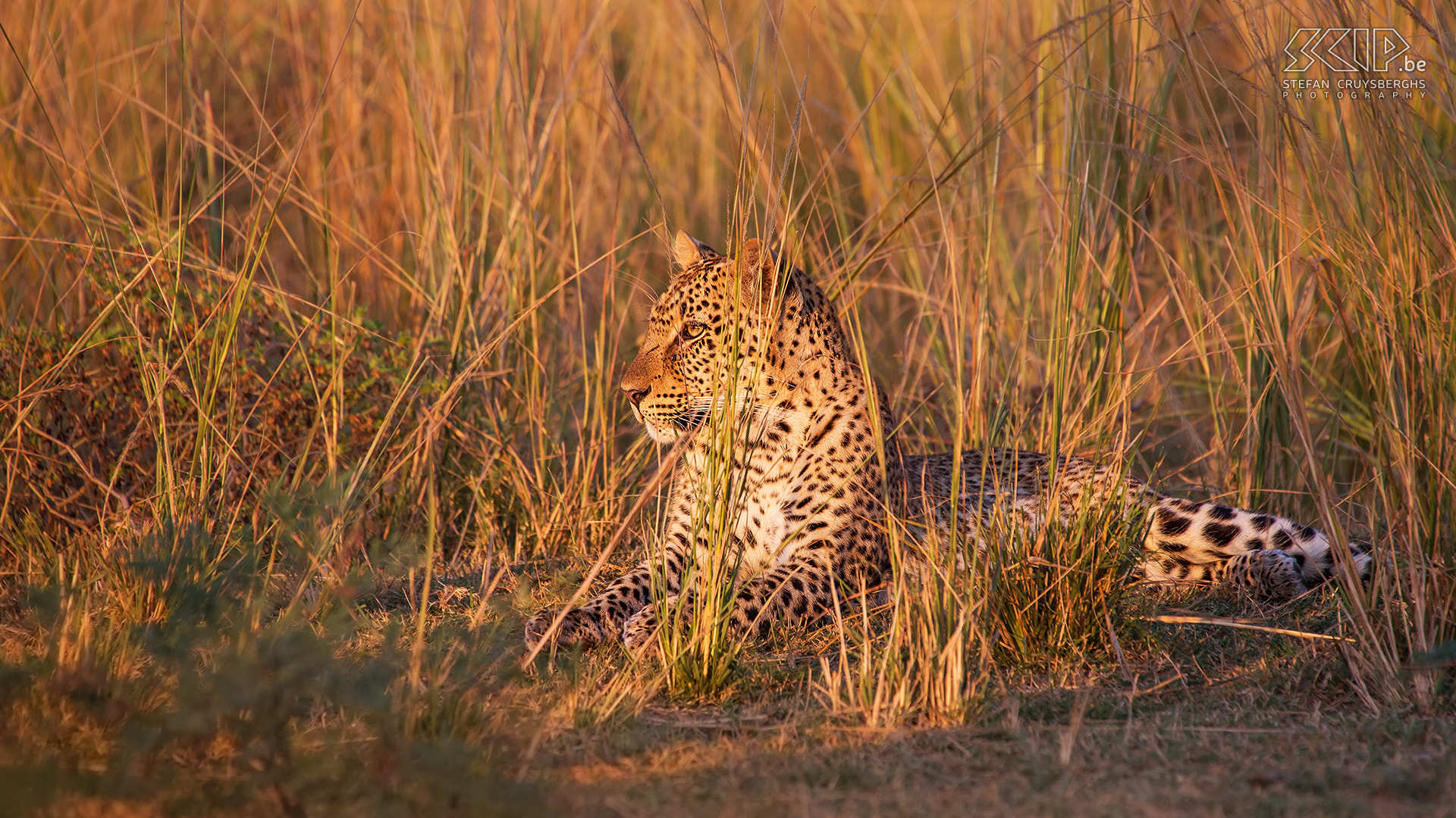 Nikon D610 sample photo. Leopard photography