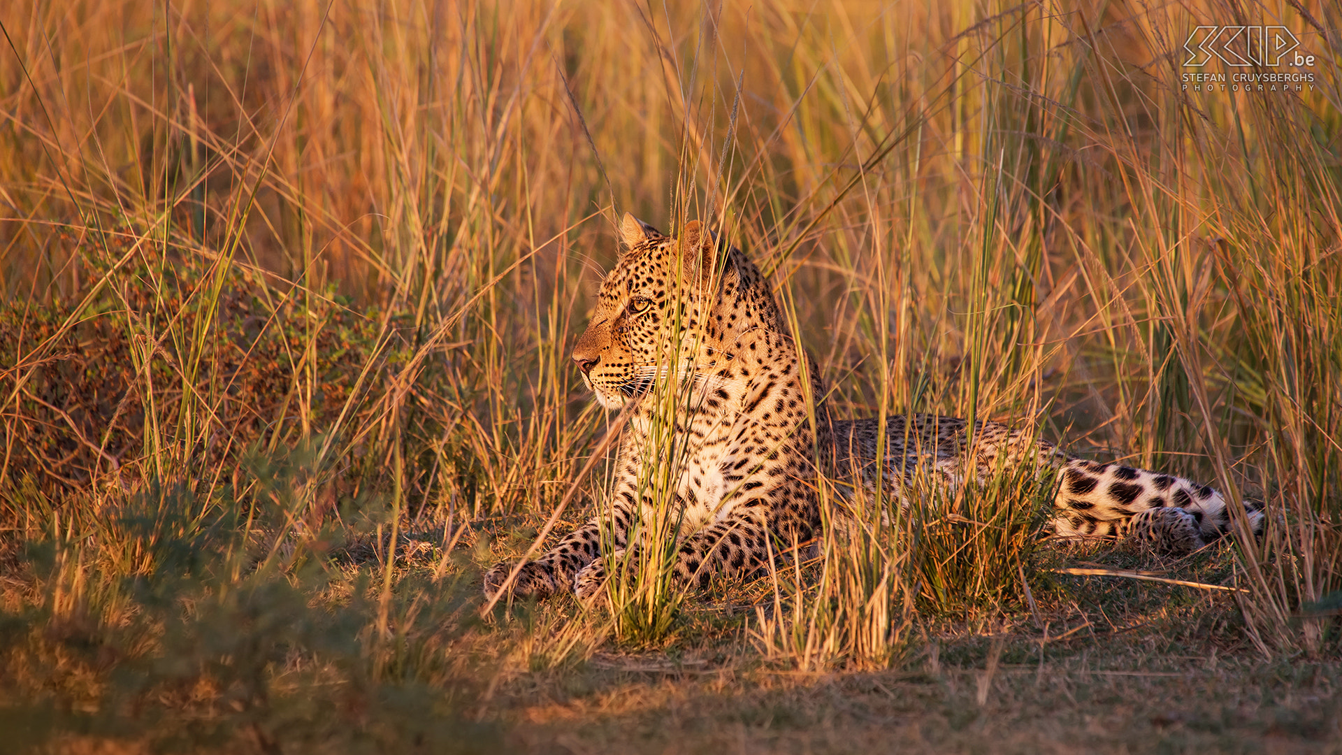 Sigma 50-500mm F4.5-6.3 DG OS HSM sample photo. Leopard photography