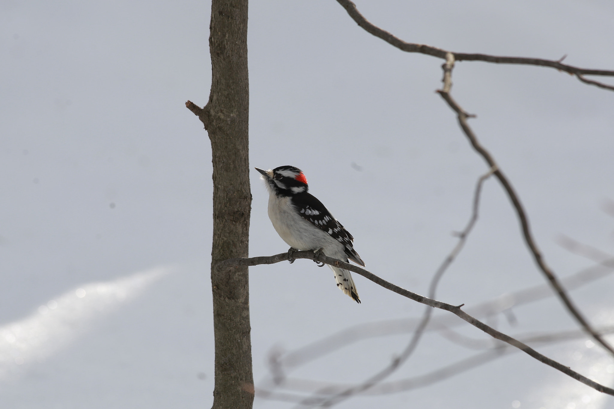 Canon EF 70-300mm F4-5.6 IS USM sample photo