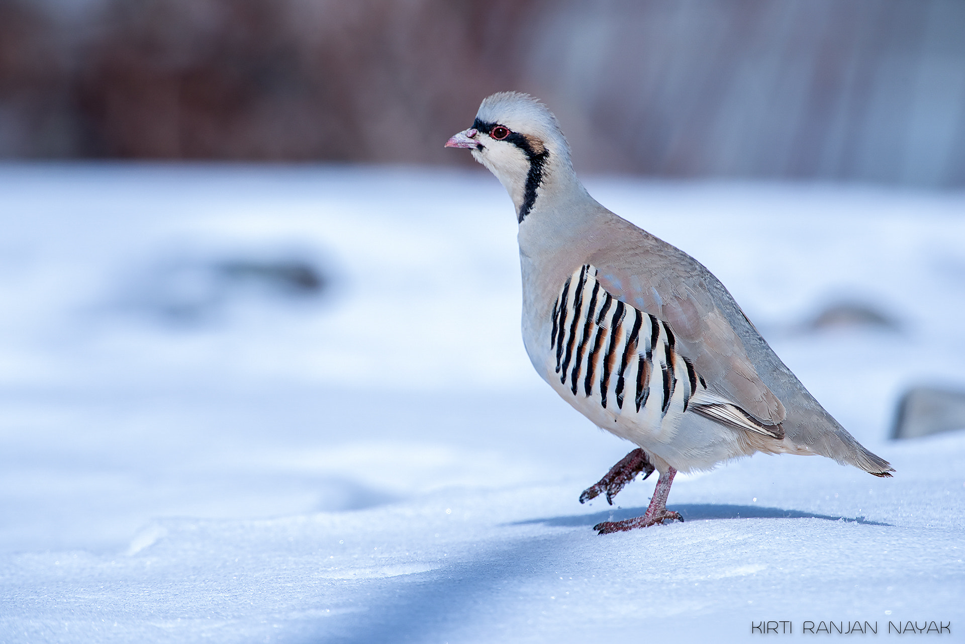 Nikon D810 sample photo. Chukar partridge photography