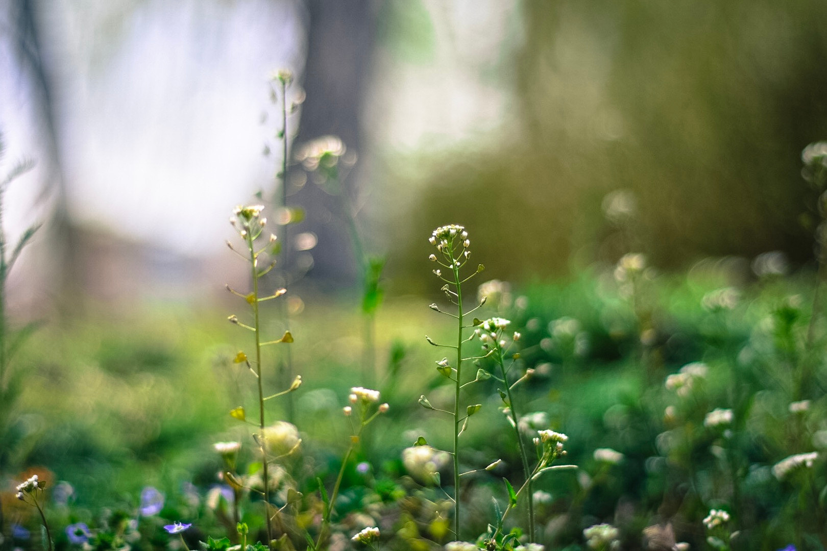 Nikon AF Nikkor 50mm F1.8D sample photo. A micro world in spring photography