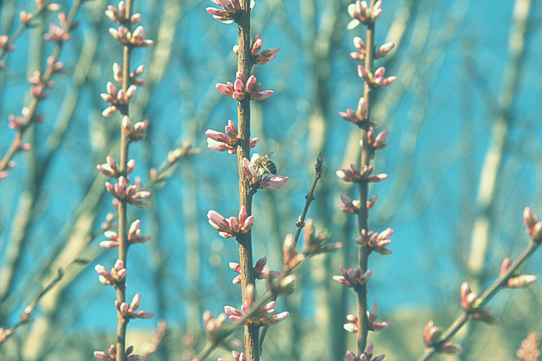 Canon EOS 600D (Rebel EOS T3i / EOS Kiss X5) + Sigma 17-70mm F2.8-4 DC Macro OS HSM sample photo. Almond blossoms photography