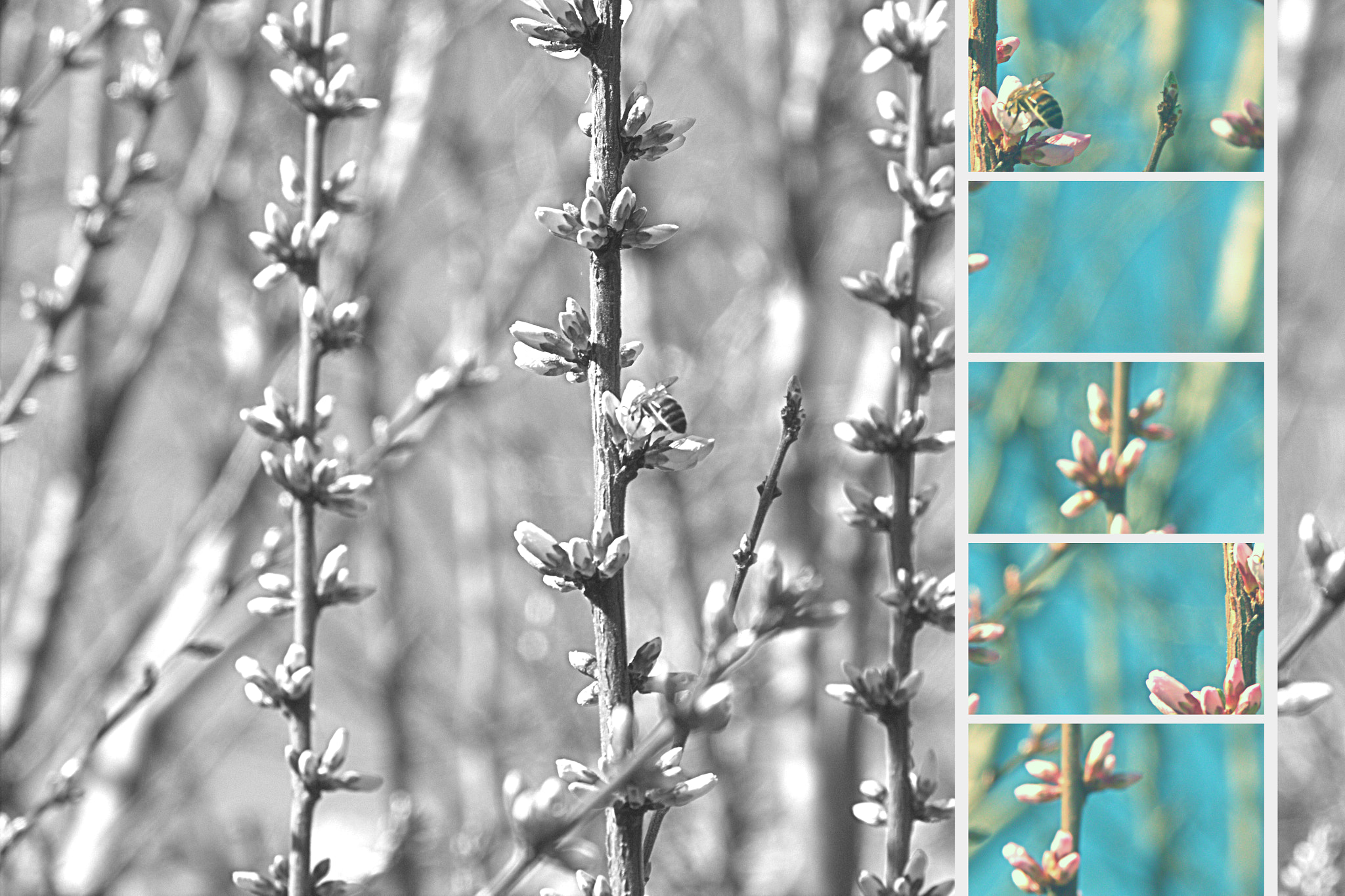 Canon EOS 600D (Rebel EOS T3i / EOS Kiss X5) + Sigma 17-70mm F2.8-4 DC Macro OS HSM sample photo. Almond blossoms photography