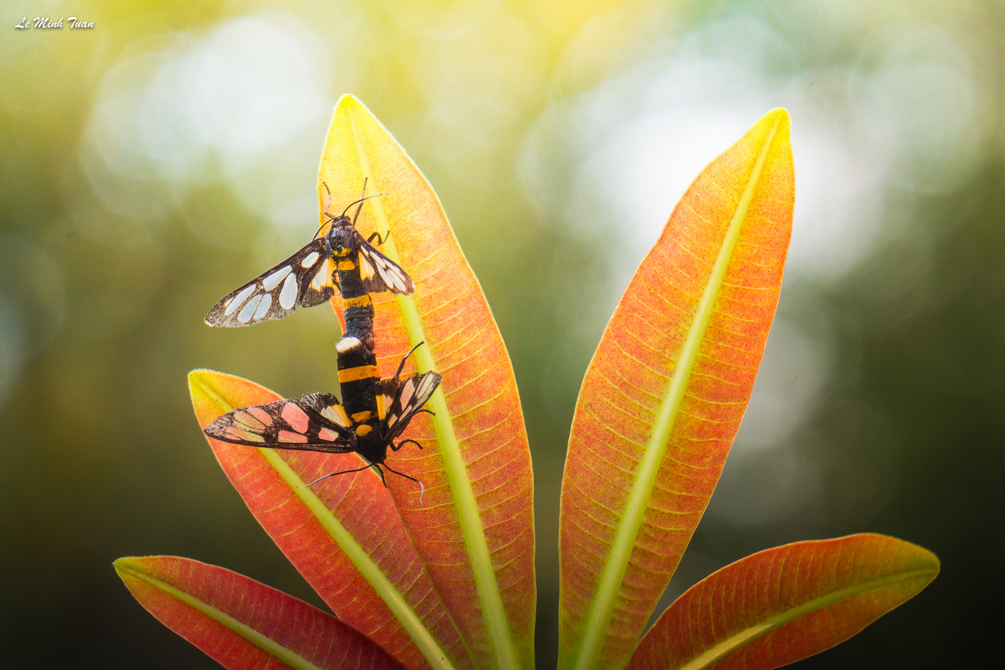 Sony Alpha NEX-7 sample photo. Butterflies mating photography