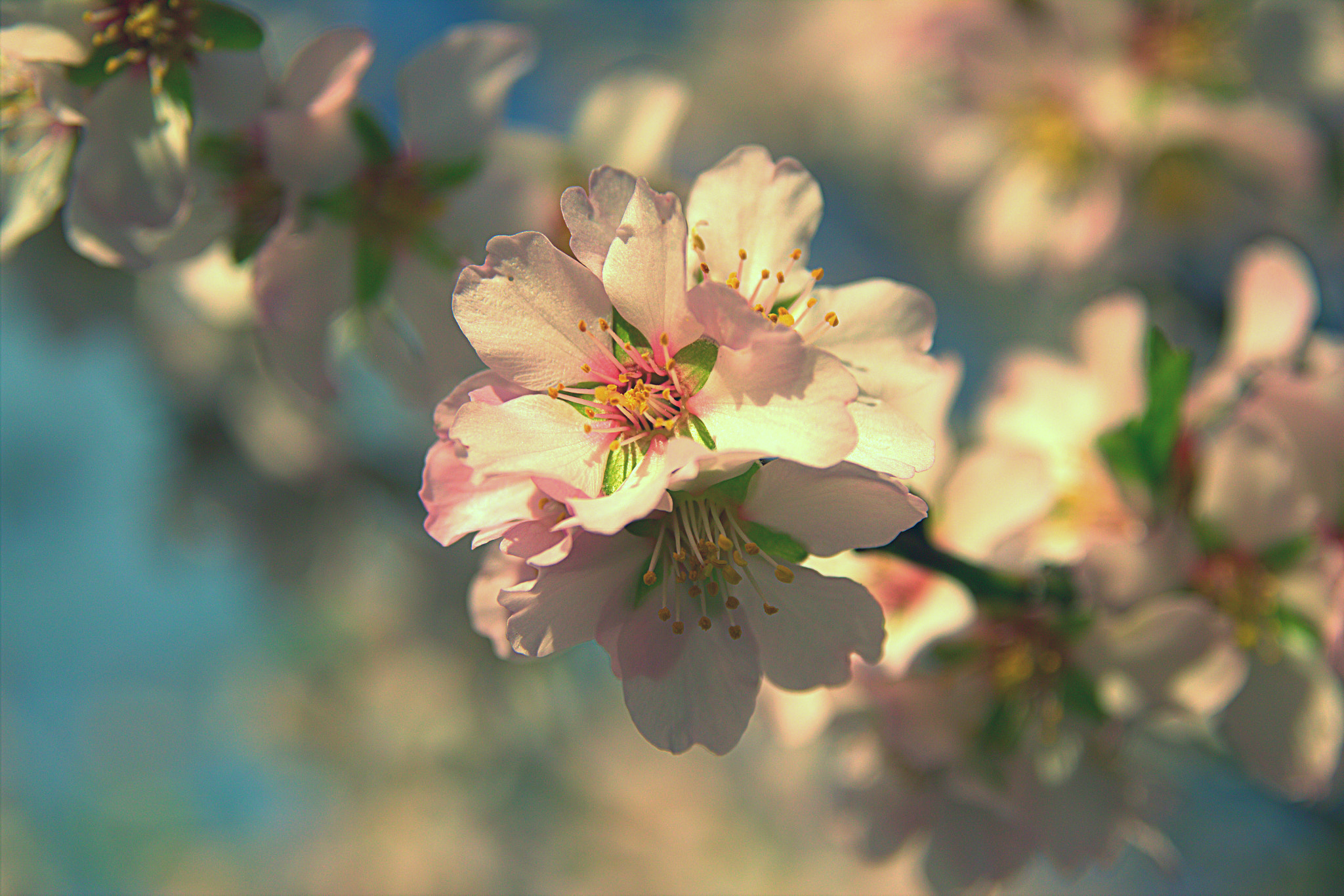 Canon EOS 600D (Rebel EOS T3i / EOS Kiss X5) + Sigma 17-70mm F2.8-4 DC Macro OS HSM sample photo. Almond blossoms photography