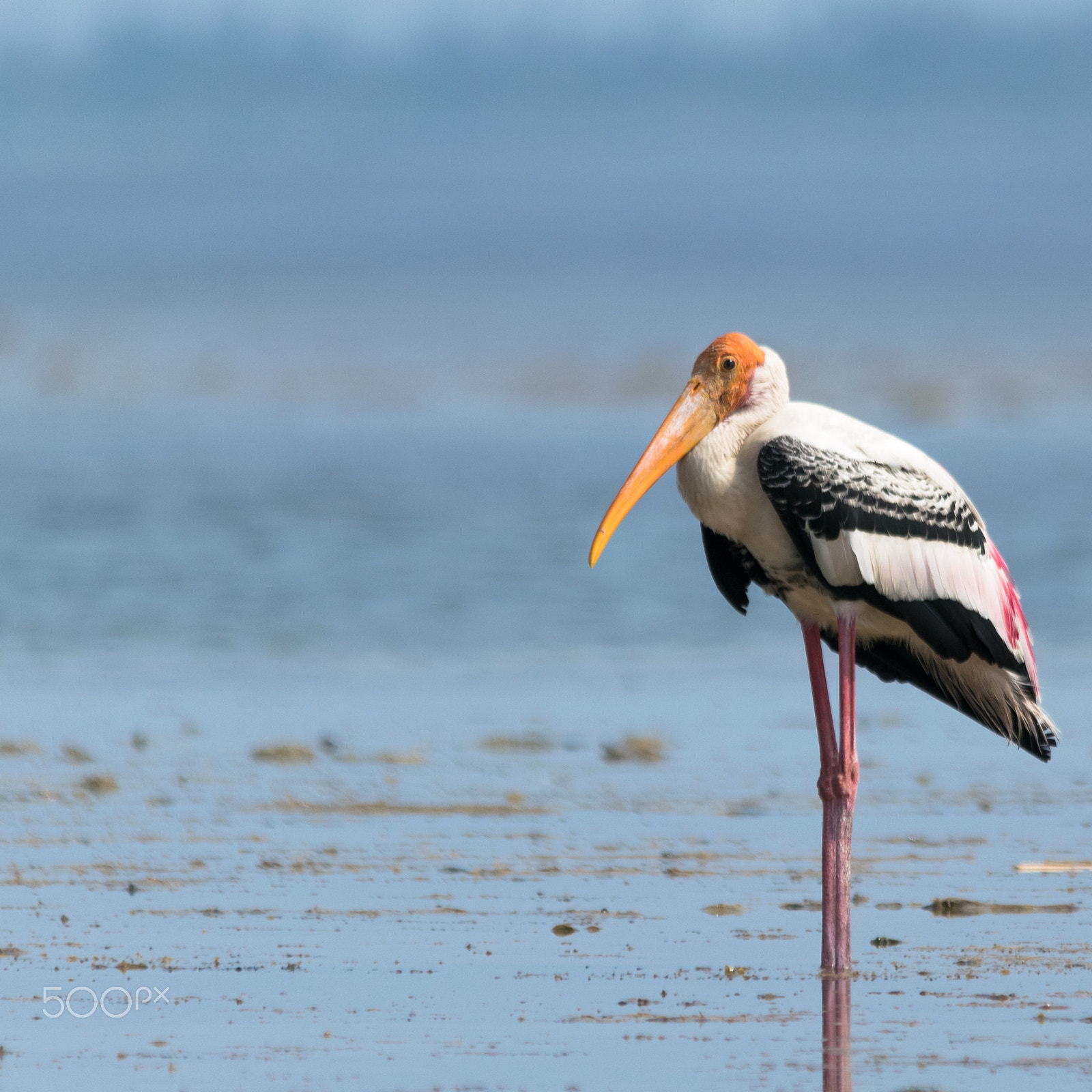 Sigma 150-500mm F5-6.3 DG OS HSM sample photo. Painted stork photography