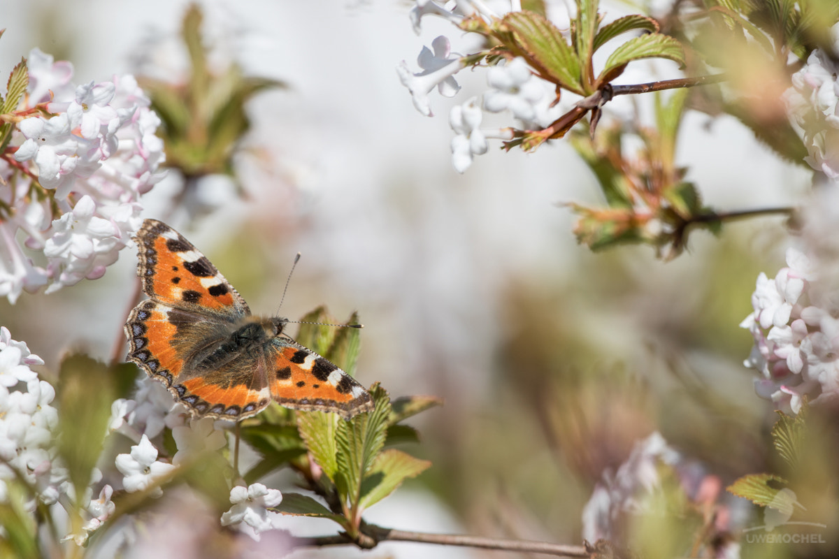 Canon EOS-1D X Mark II + Canon EF 200-400mm F4L IS USM Extender 1.4x sample photo. Kleiner fuchs (aglais urticae / nymphalis urticae) photography