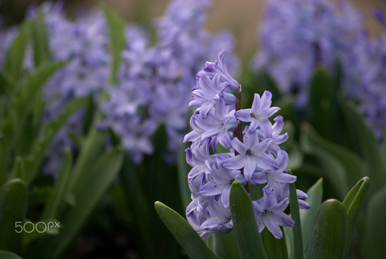 Nikon D3000 sample photo. Hyacinth flowers photography