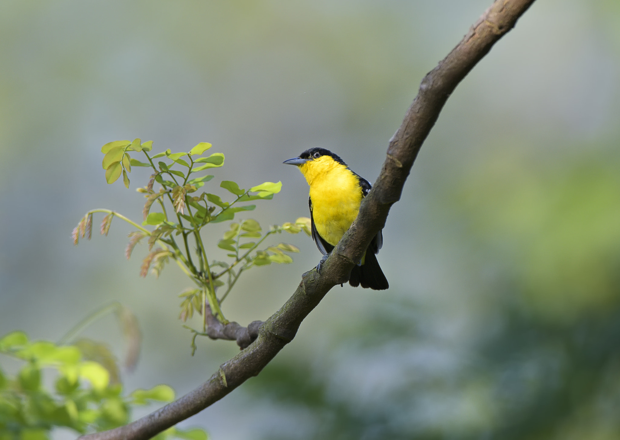 Nikon D500 + Nikon AF-S Nikkor 200-400mm F4G ED-IF VR sample photo. Iora breeding plumage photography