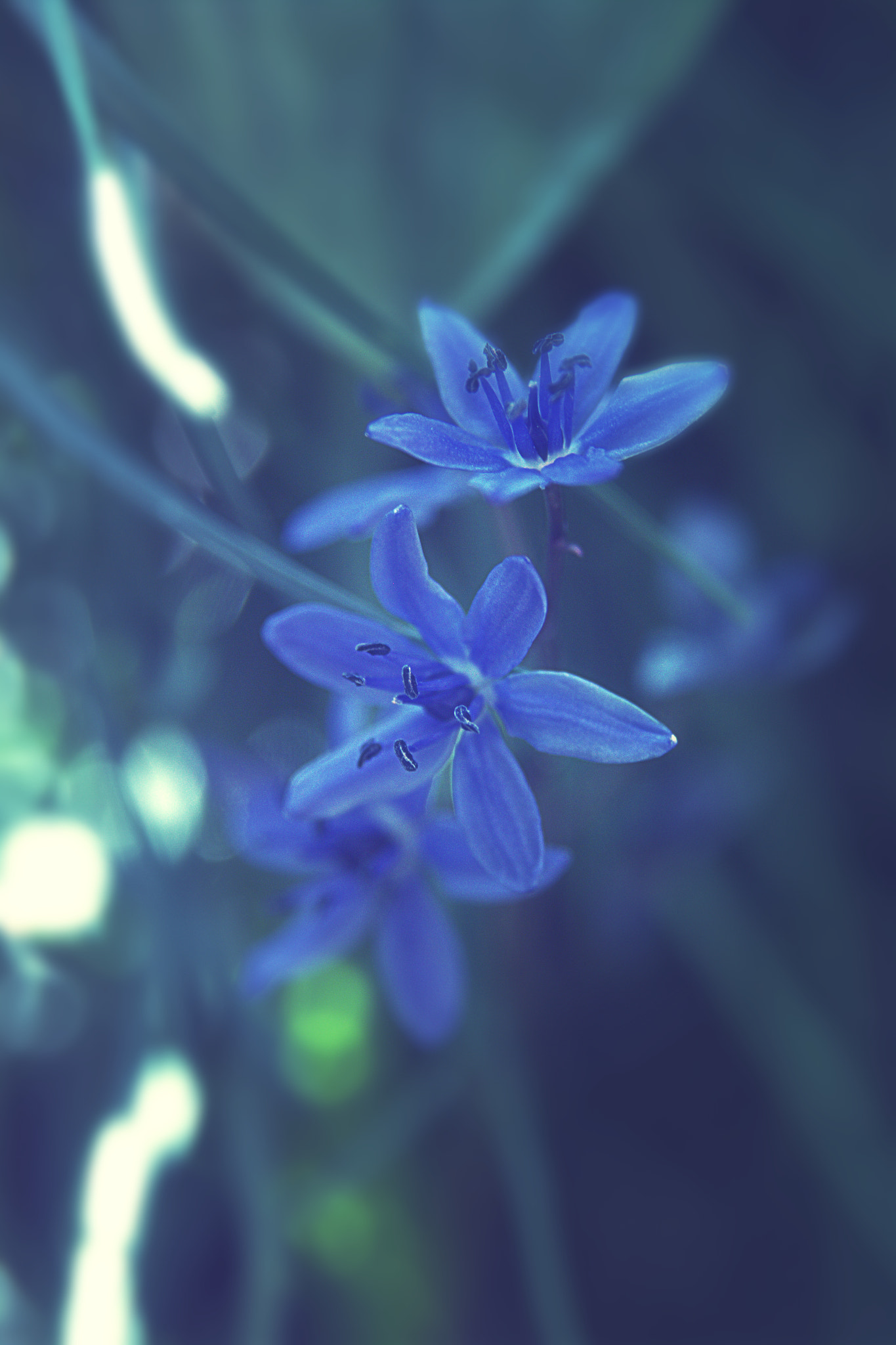Sigma 17-70mm F2.8-4 DC Macro OS HSM sample photo. Пролеска/bluebell photography