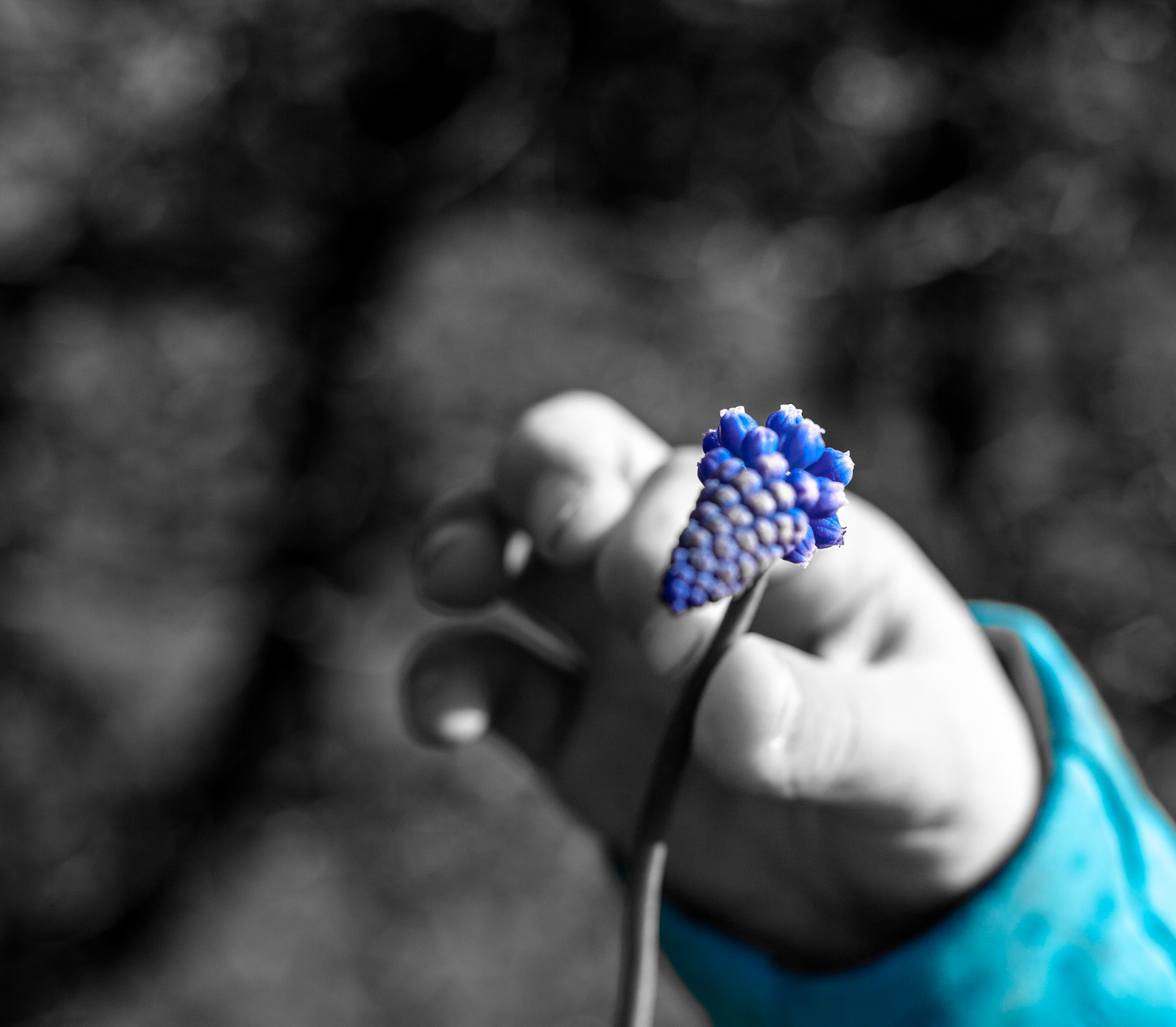 Canon EOS 5D + Canon EF 50mm F1.8 STM sample photo. Blue flower photography