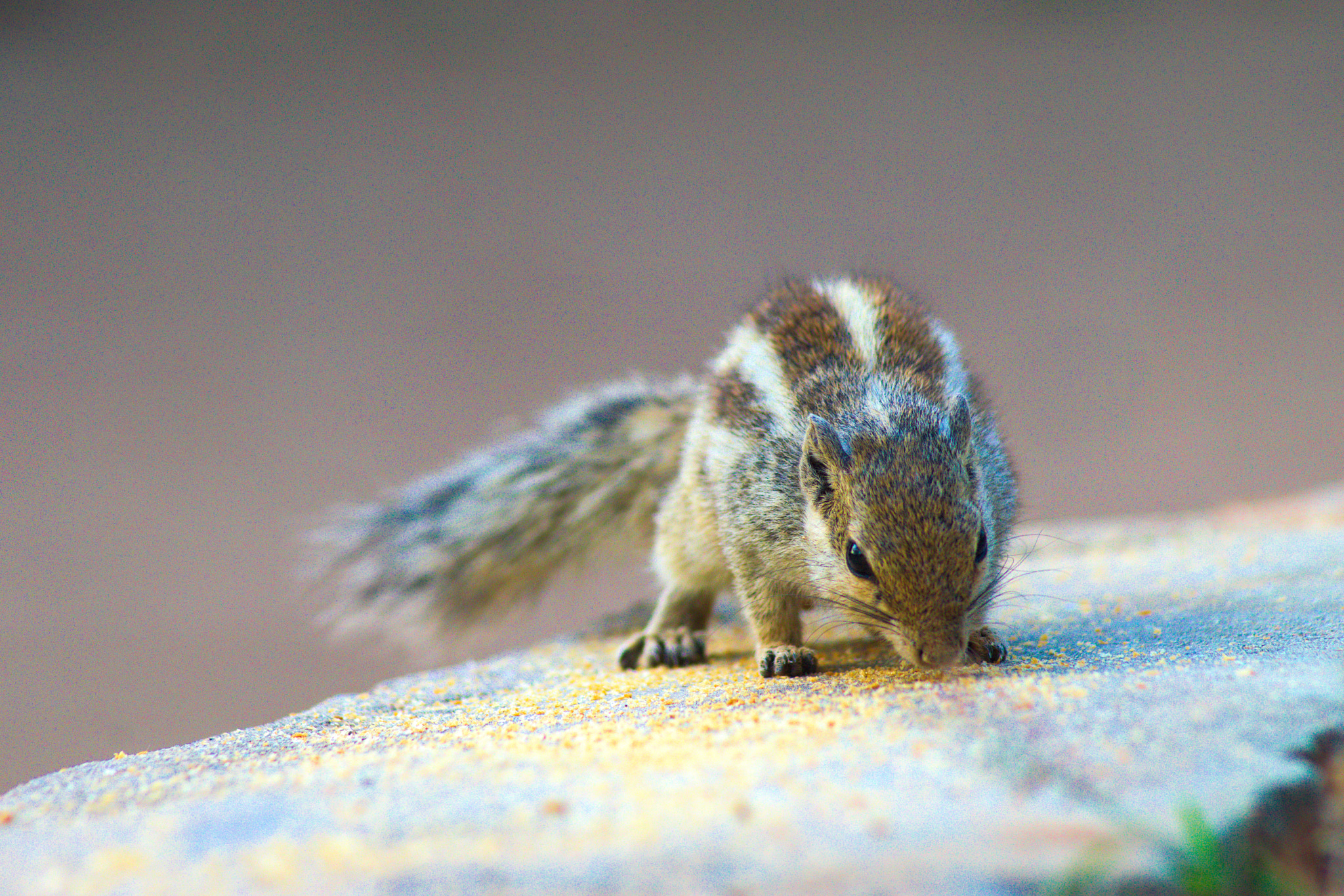 Nikon AF Nikkor 70-300mm F4-5.6G sample photo. Squirrel photography