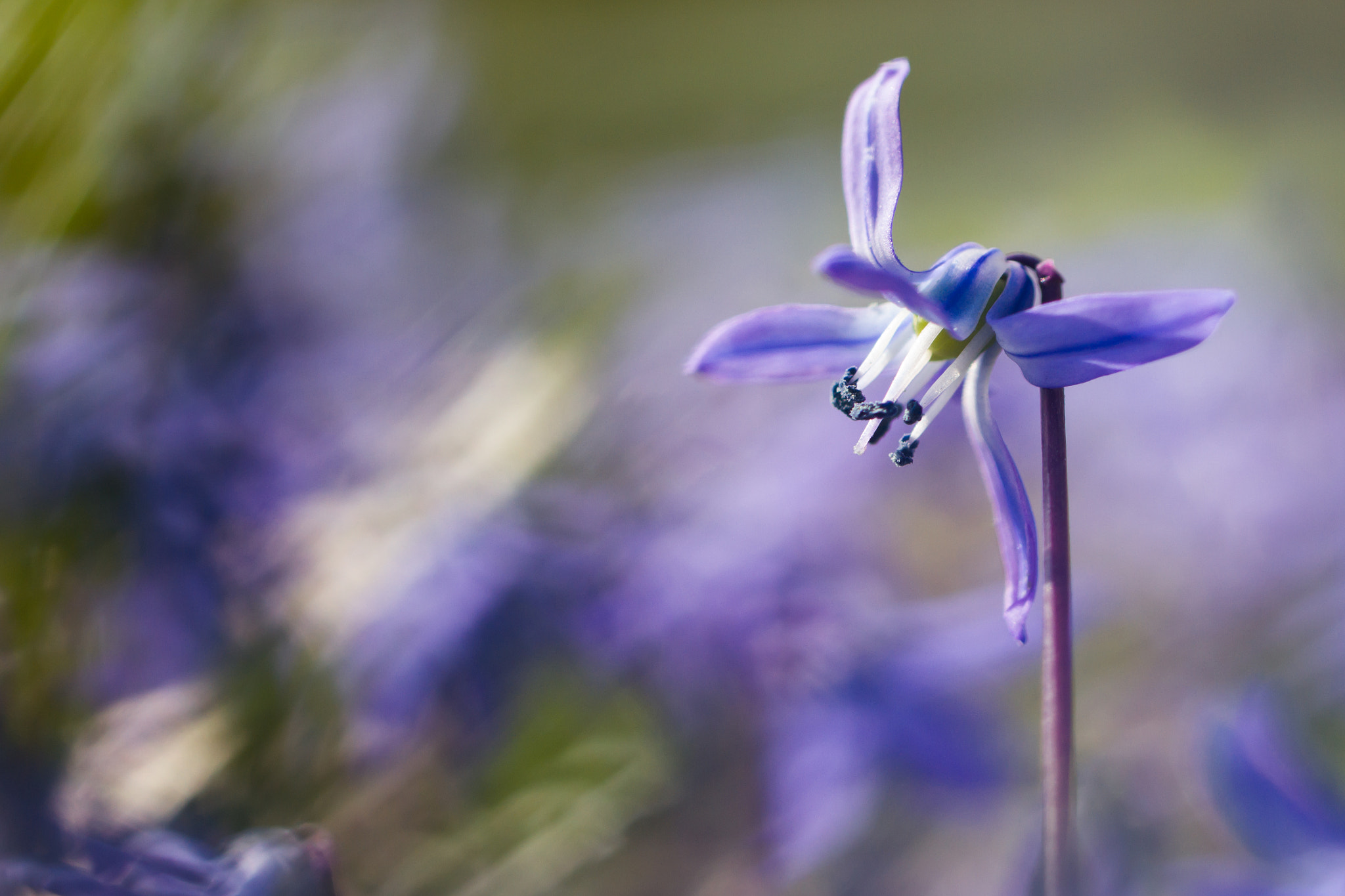 Canon EF 100mm F2.8L Macro IS USM sample photo. Purple flower photography