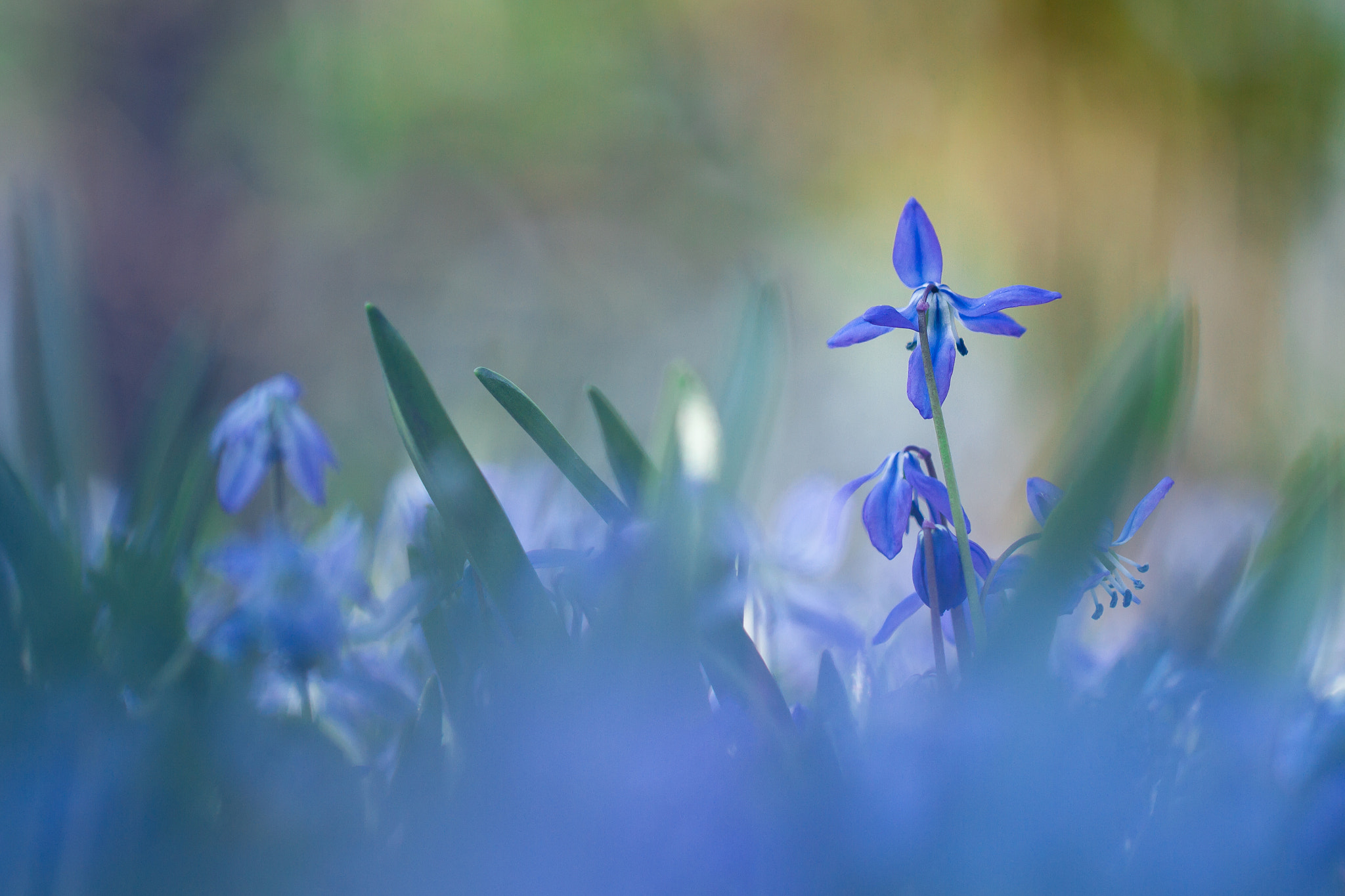 Canon EOS 7D sample photo. Blue flower photography
