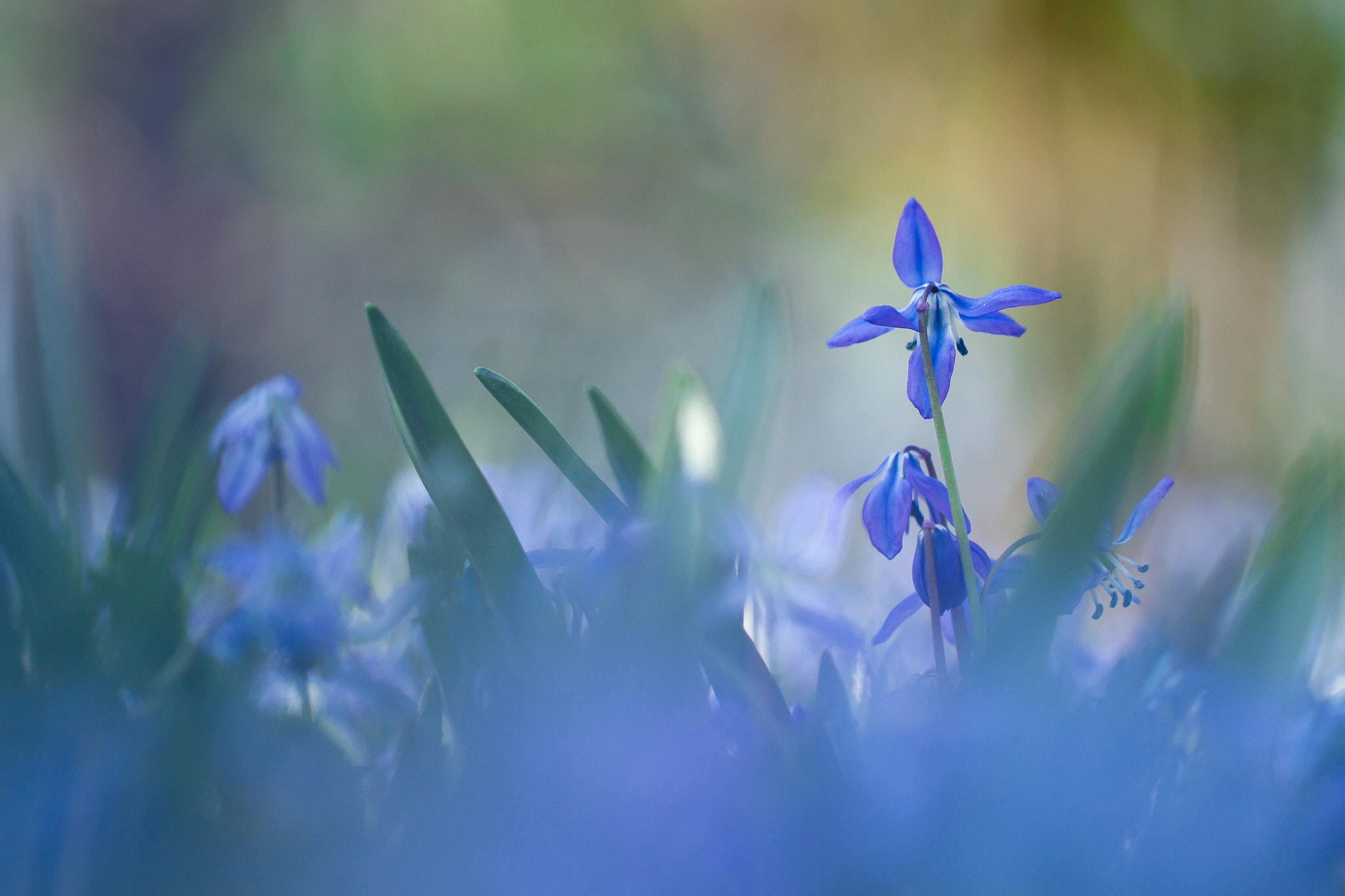 Canon EF 100mm F2.8L Macro IS USM sample photo. Blue flower photography
