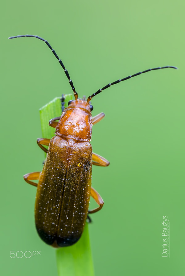 Sigma 150mm F2.8 EX DG OS Macro HSM sample photo. ... after rain. photography