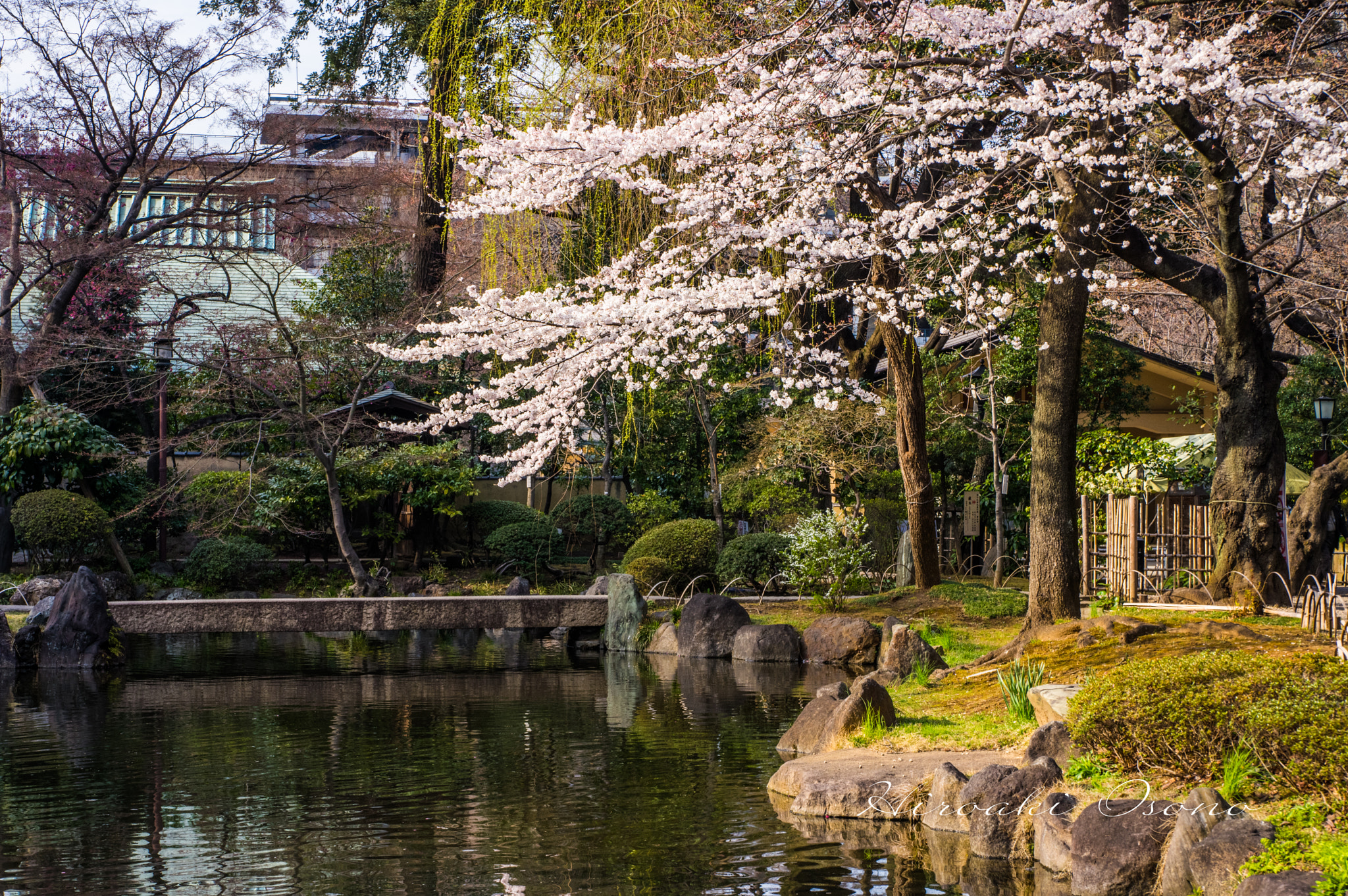 Pentax K-3 sample photo. Sakura photography