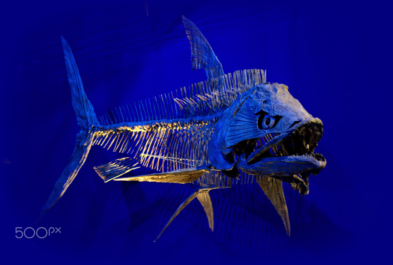 Nikon D3000 sample photo. Ancient fish skeleton photography