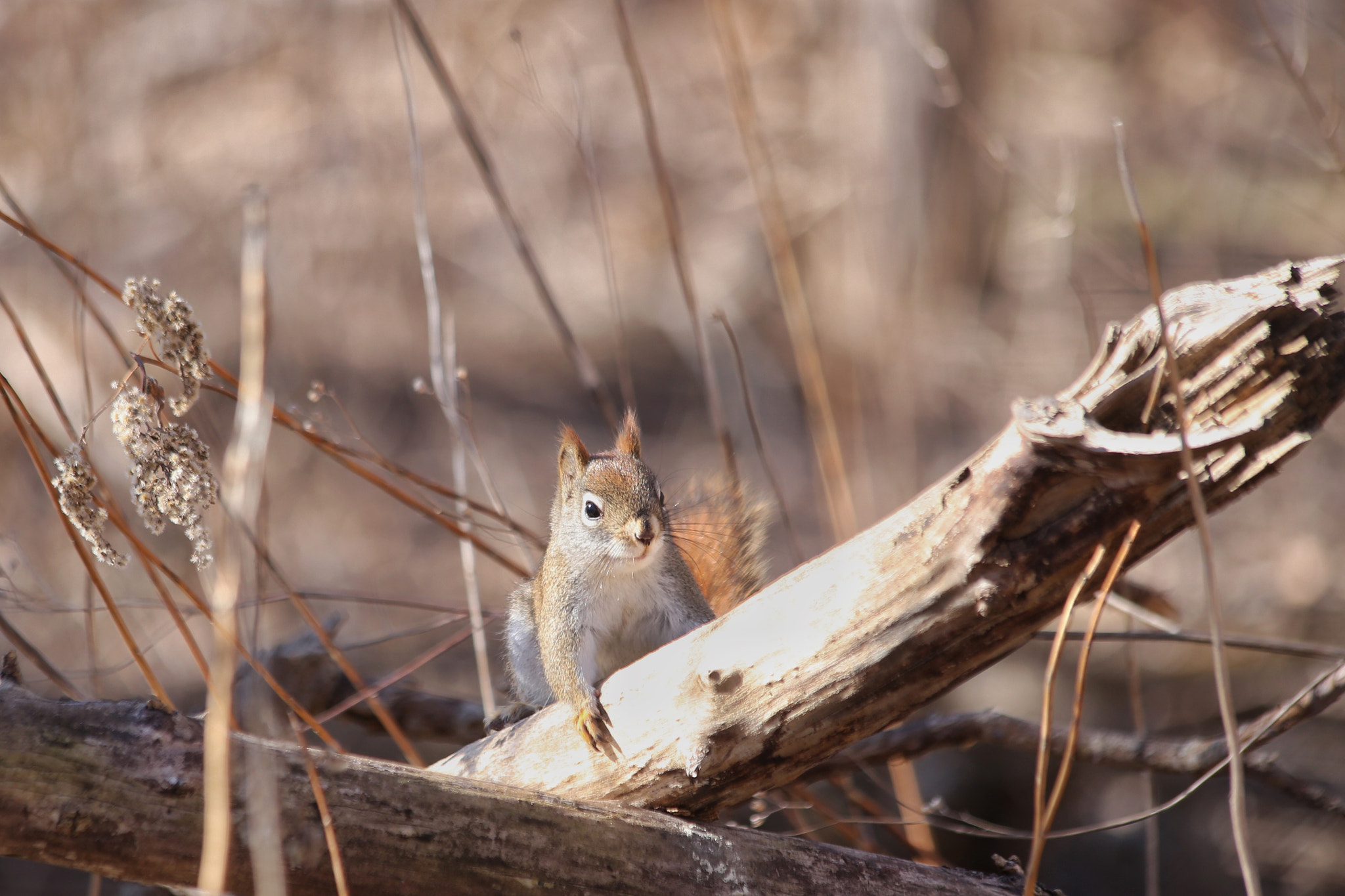 Canon EF 70-300mm F4-5.6 IS USM sample photo