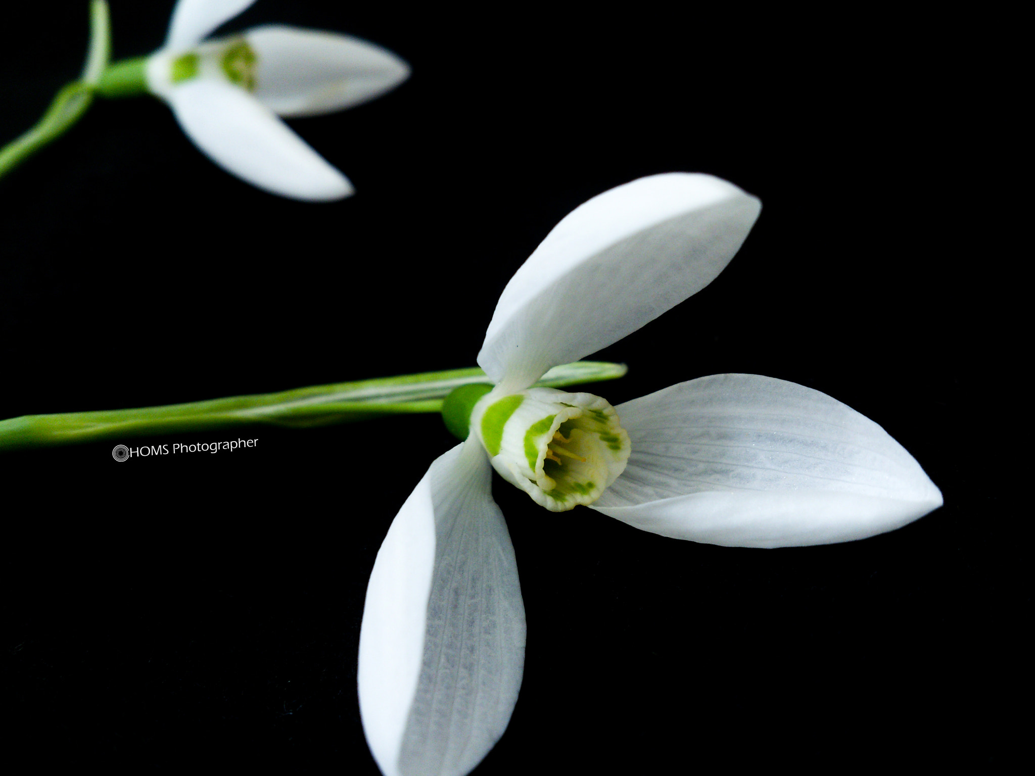 Sony Ericsson Xperia S sample photo. Snowdrop photography