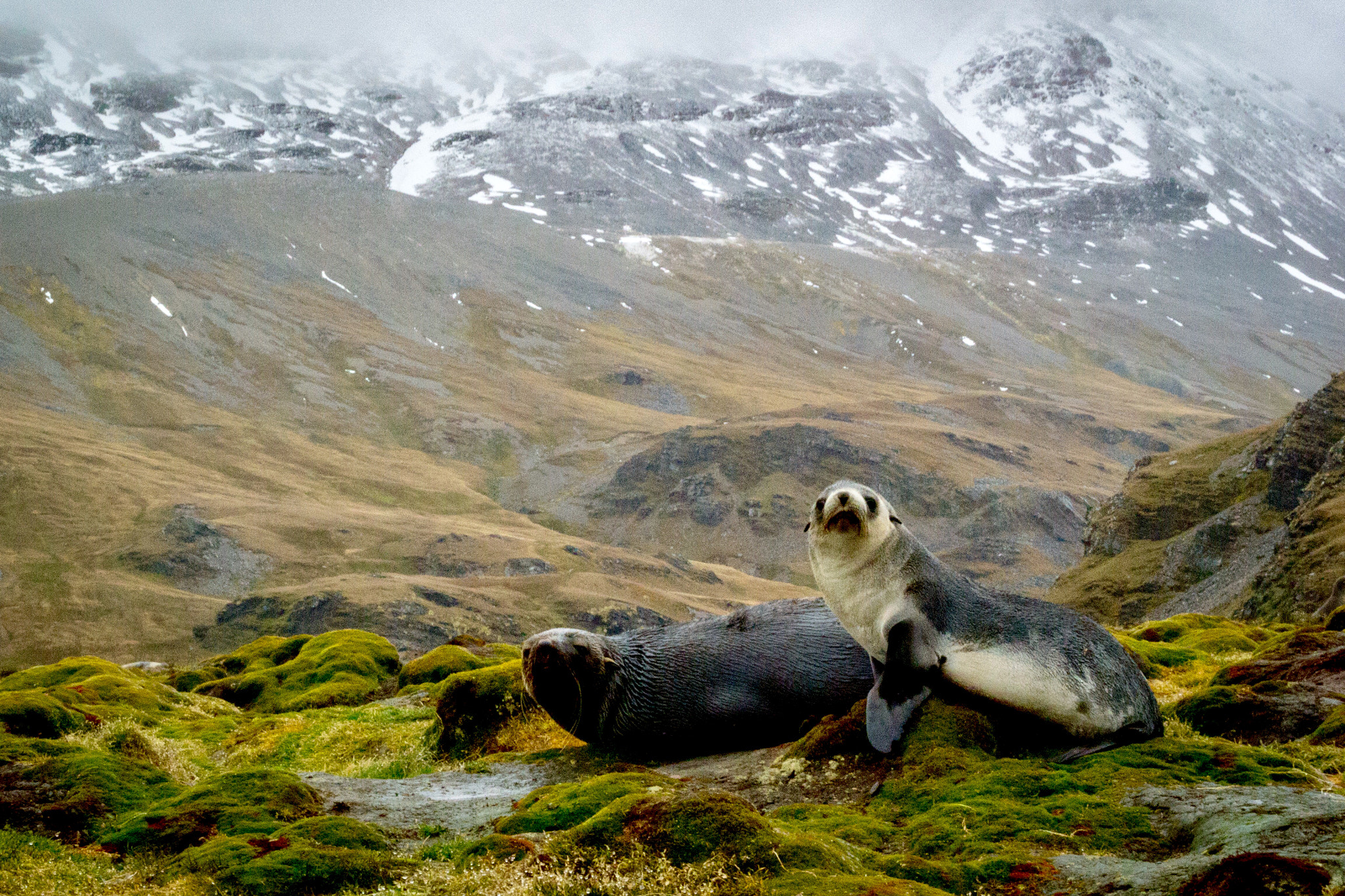 Nikon 1 AW1 + Nikon 1 Nikkor AW 11-27.5mm F3.5-5.6 sample photo. Fur seals in the mountain,south georgia photography