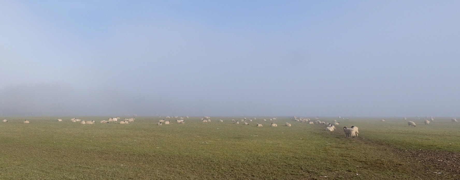 Fujifilm X-Pro2 + Fujifilm XF 10-24mm F4 R OIS sample photo. Sheep in the fog this morning photography