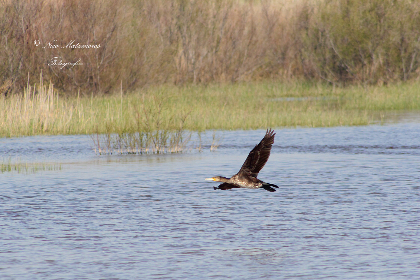 Canon EOS 60D sample photo. Cormorán sobre la laguna photography