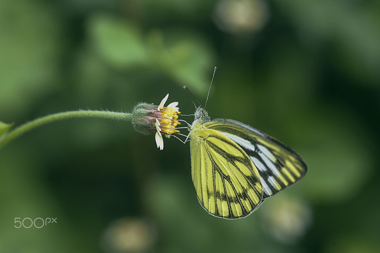Nikon D80 sample photo. Butterfly photography