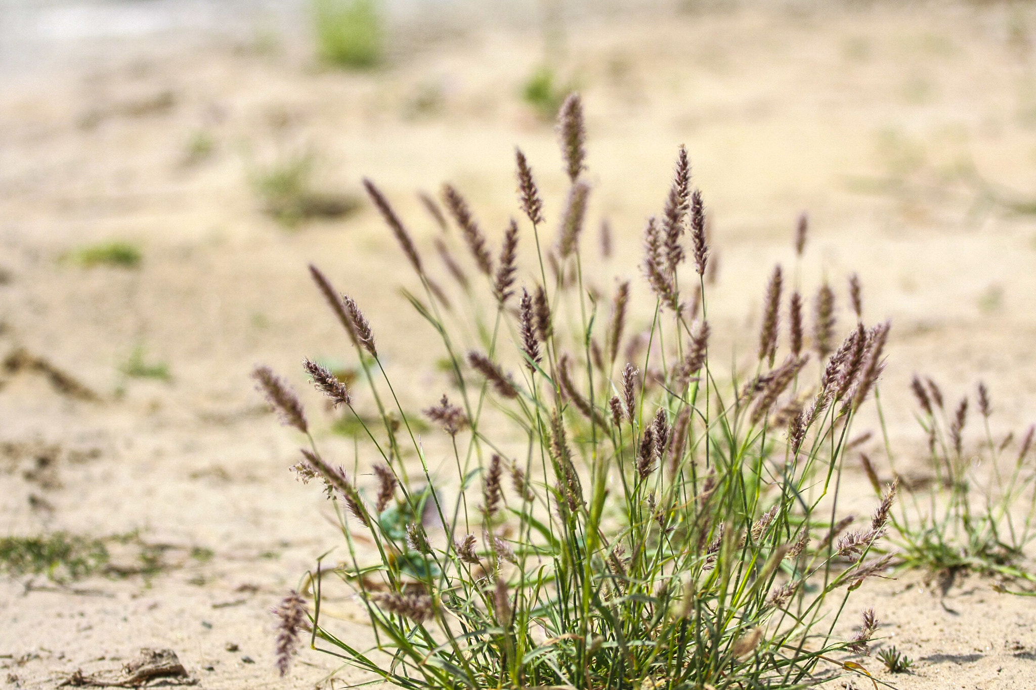 Canon EOS 450D (EOS Rebel XSi / EOS Kiss X2) + Canon EF 70-200mm F4L USM sample photo. More desert #grass photography