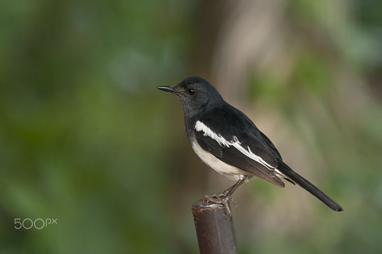 Nikon D80 sample photo. Bird photography