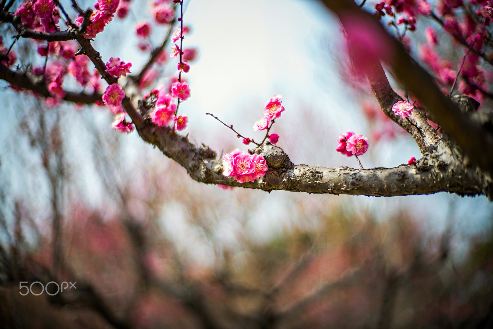 Noctilux-M 1:1/50 sample photo. Ume blossom photography