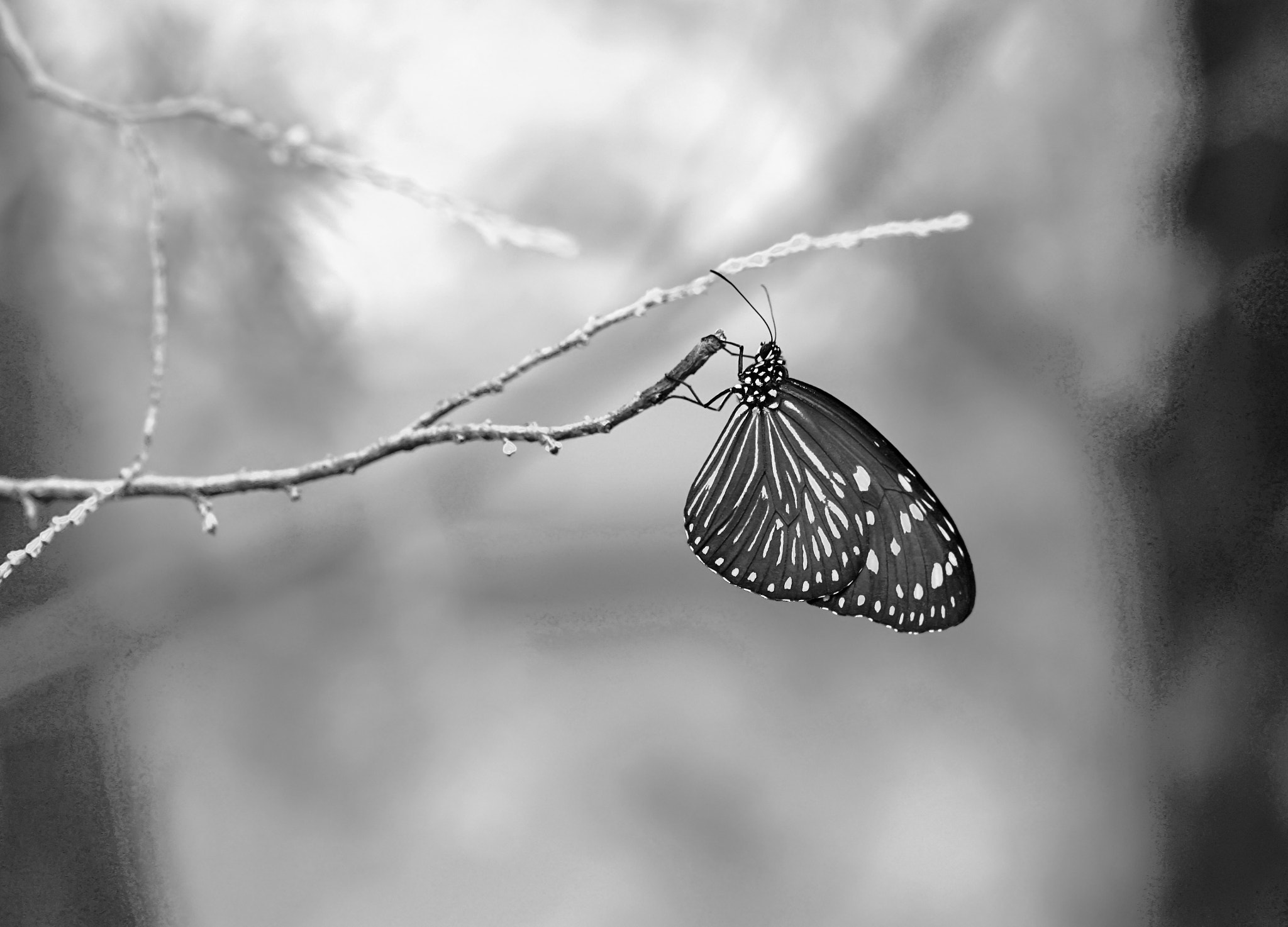 Sony a7R II + Sony FE 90mm F2.8 Macro G OSS sample photo. B&w photography