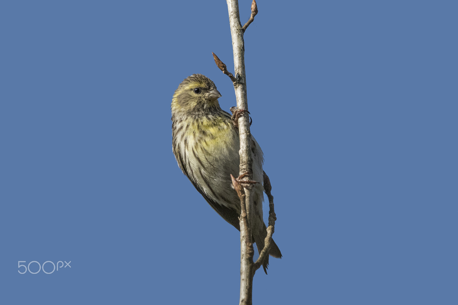 Sigma 150-600mm F5-6.3 DG OS HSM | C sample photo. Verzellino/serinus serinus photography