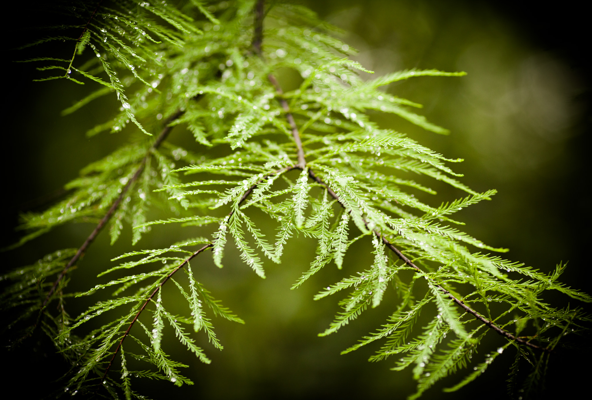 Canon EF 135mm F2L USM sample photo. 1079.jpg photography