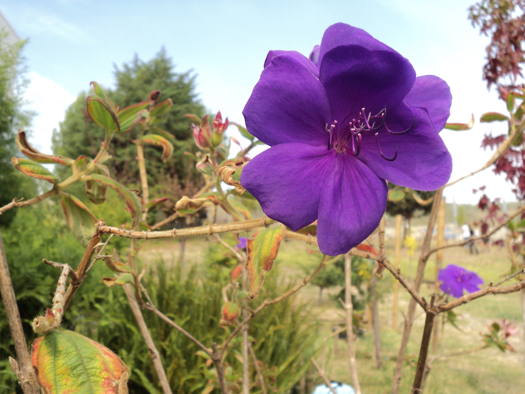 Sony DSC-S2000 sample photo. Flower photography