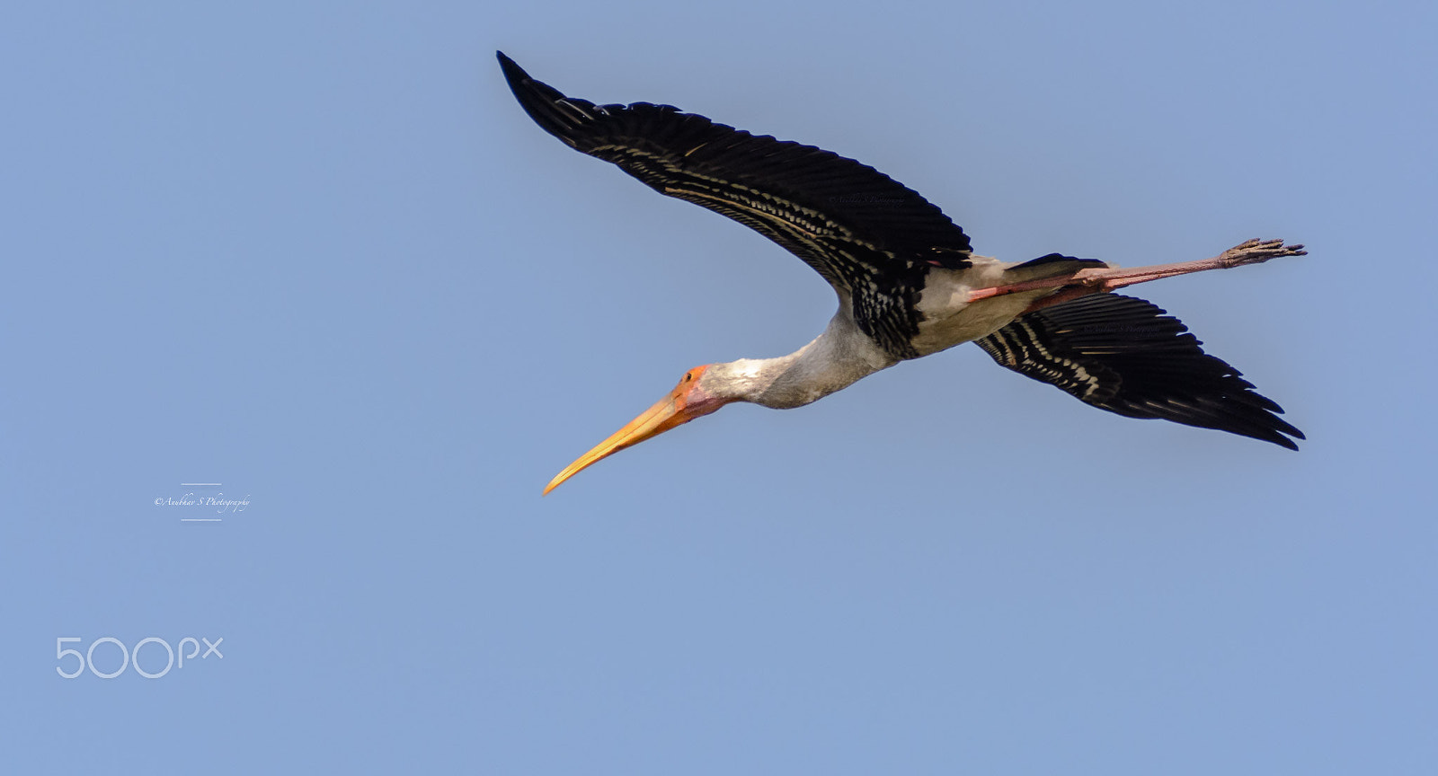 Nikon D5200 sample photo. || flight of painted~stork~juvenile || photography