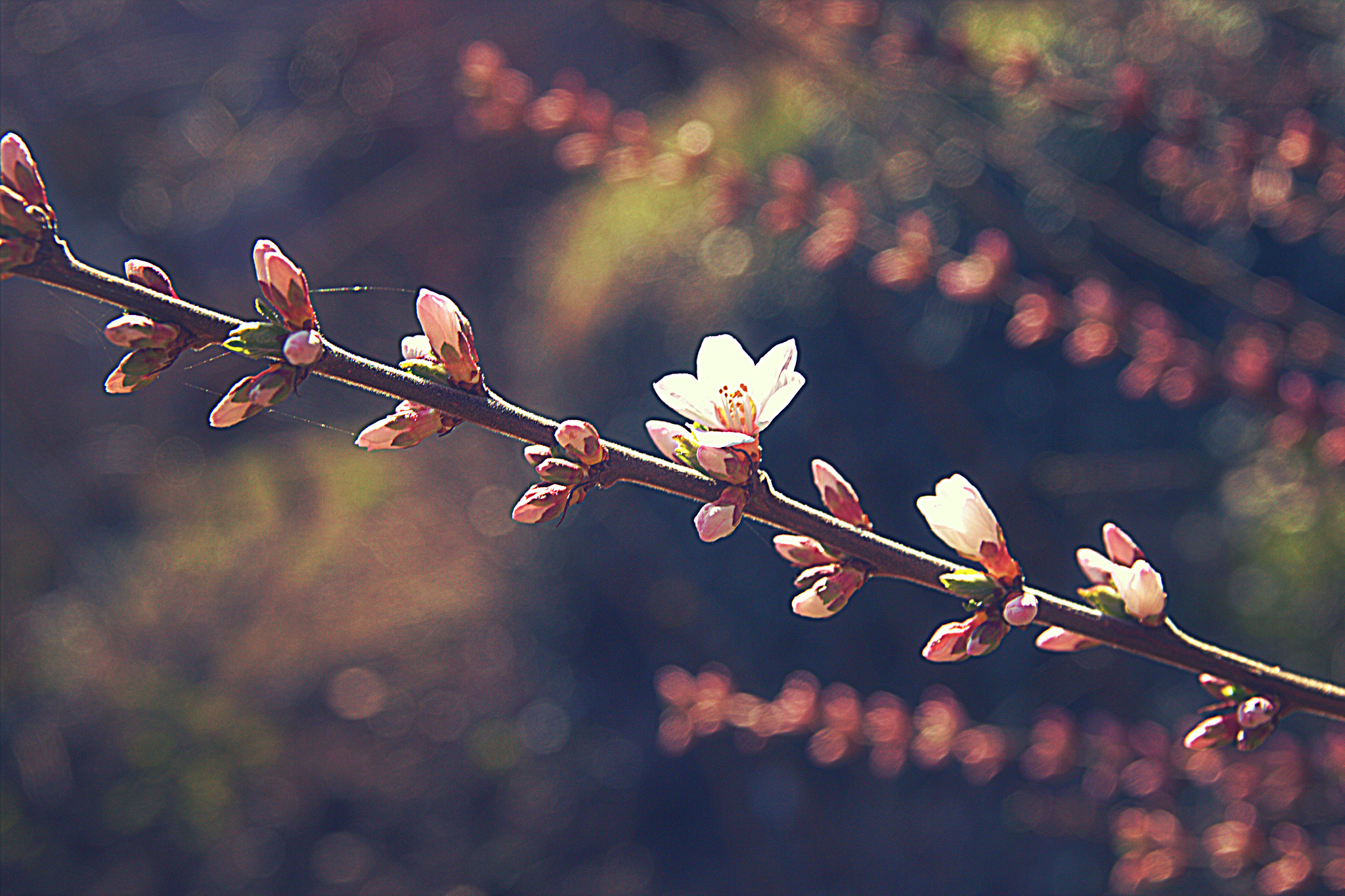 Canon EOS 600D (Rebel EOS T3i / EOS Kiss X5) sample photo. Sakura blossom photography