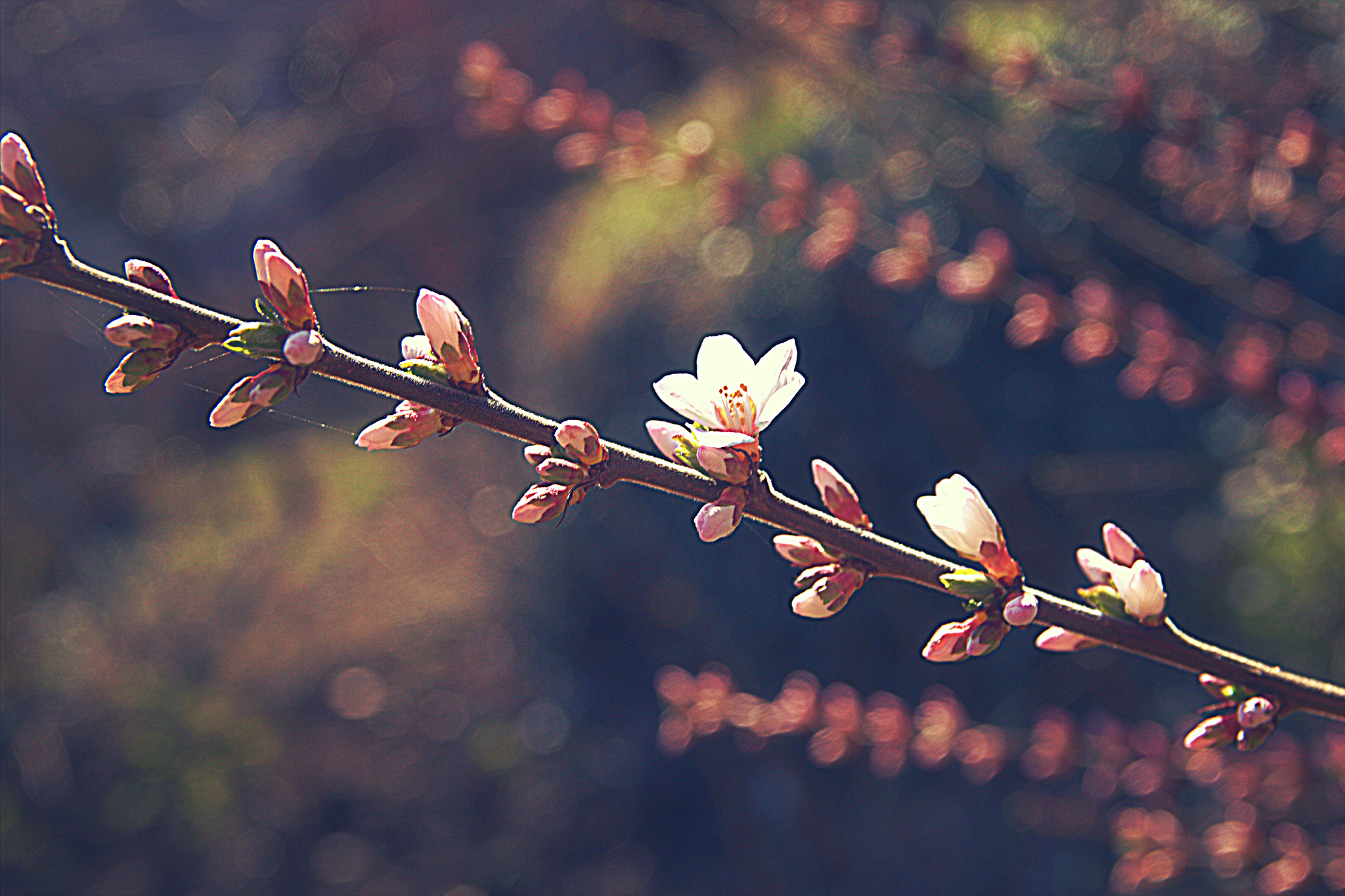 Canon EOS 600D (Rebel EOS T3i / EOS Kiss X5) + Sigma 17-70mm F2.8-4 DC Macro OS HSM sample photo. Sakura blossom photography