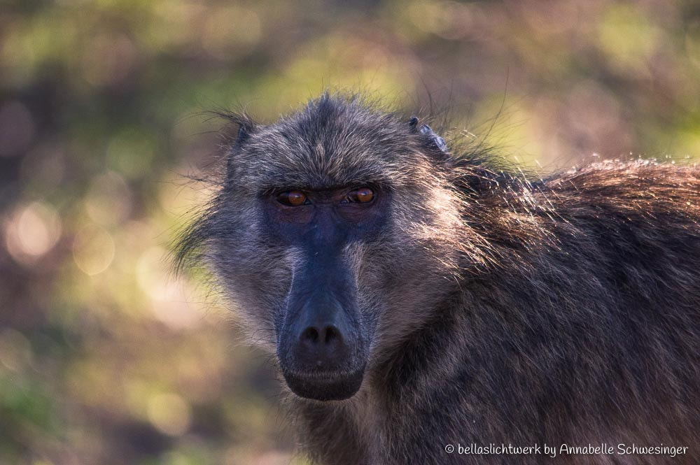 Pentax K-3 + Sigma 150-500mm F5-6.3 DG OS HSM sample photo. I am watching you photography