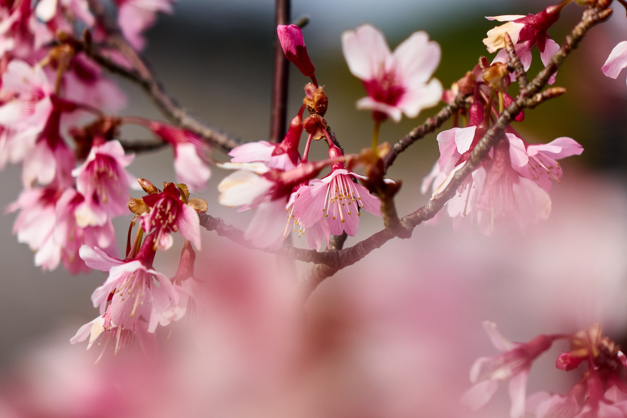 Sony Cyber-shot DSC-RX10 sample photo. Spring flower close up photography