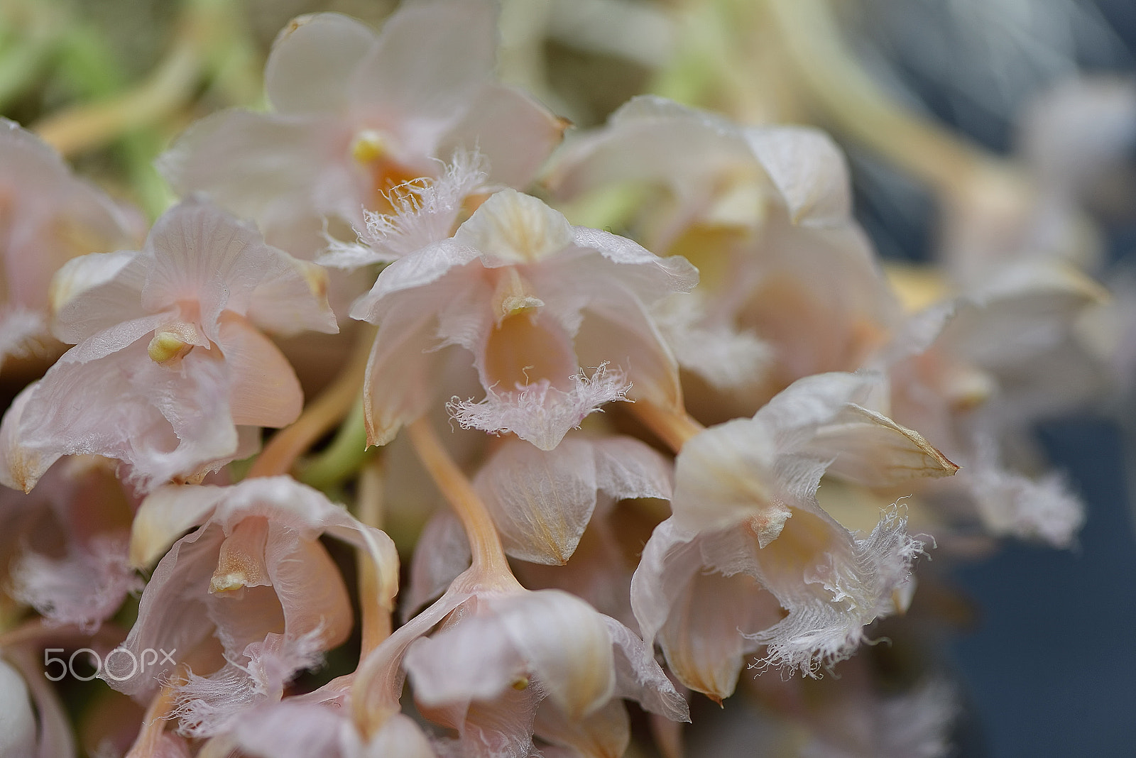 Nikon AF-S Micro-Nikkor 105mm F2.8G IF-ED VR sample photo. Orchid flower photography