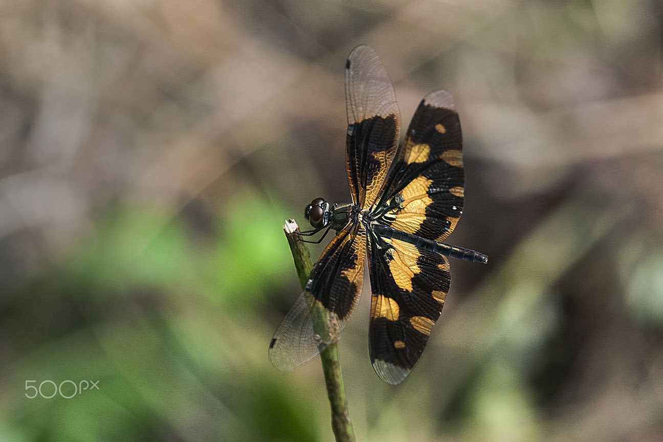 Nikon AF-S Micro-Nikkor 105mm F2.8G IF-ED VR sample photo. Dragonfly photography
